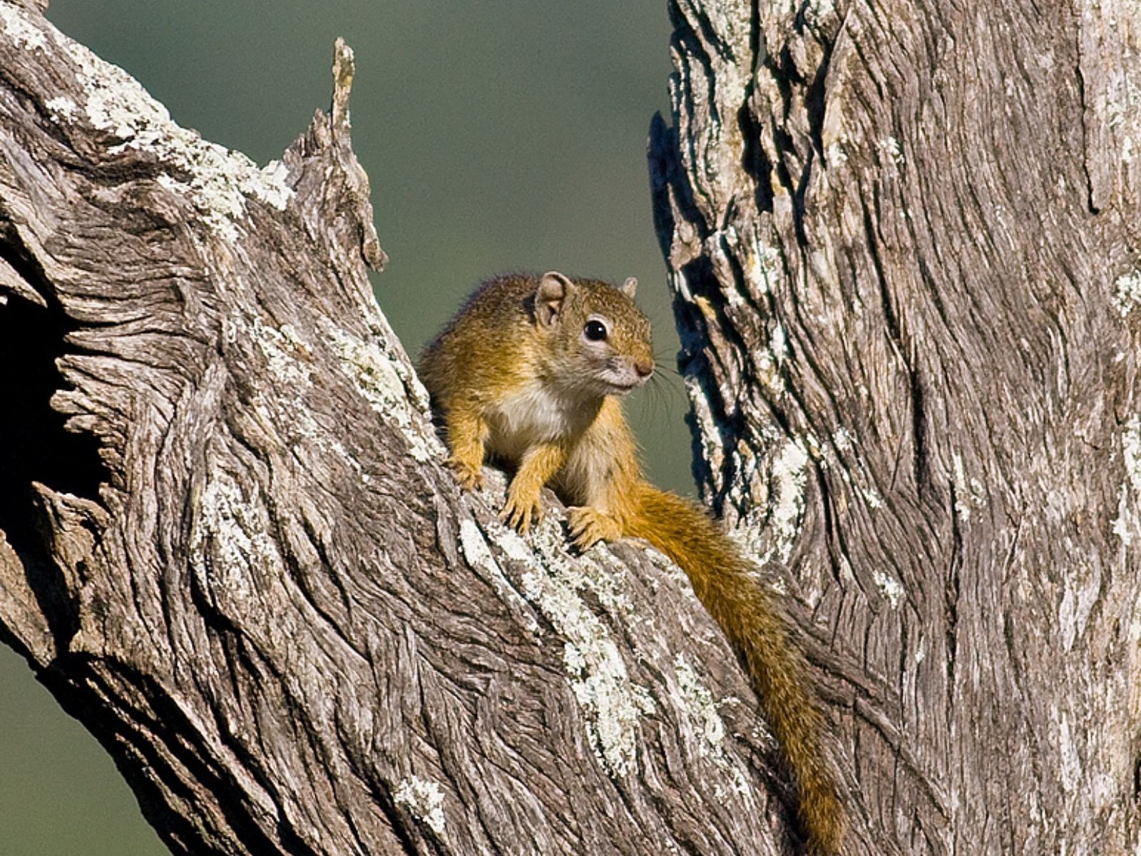 Bushveld elephant shrews Elephantulus intufi occur on Kalahari sands