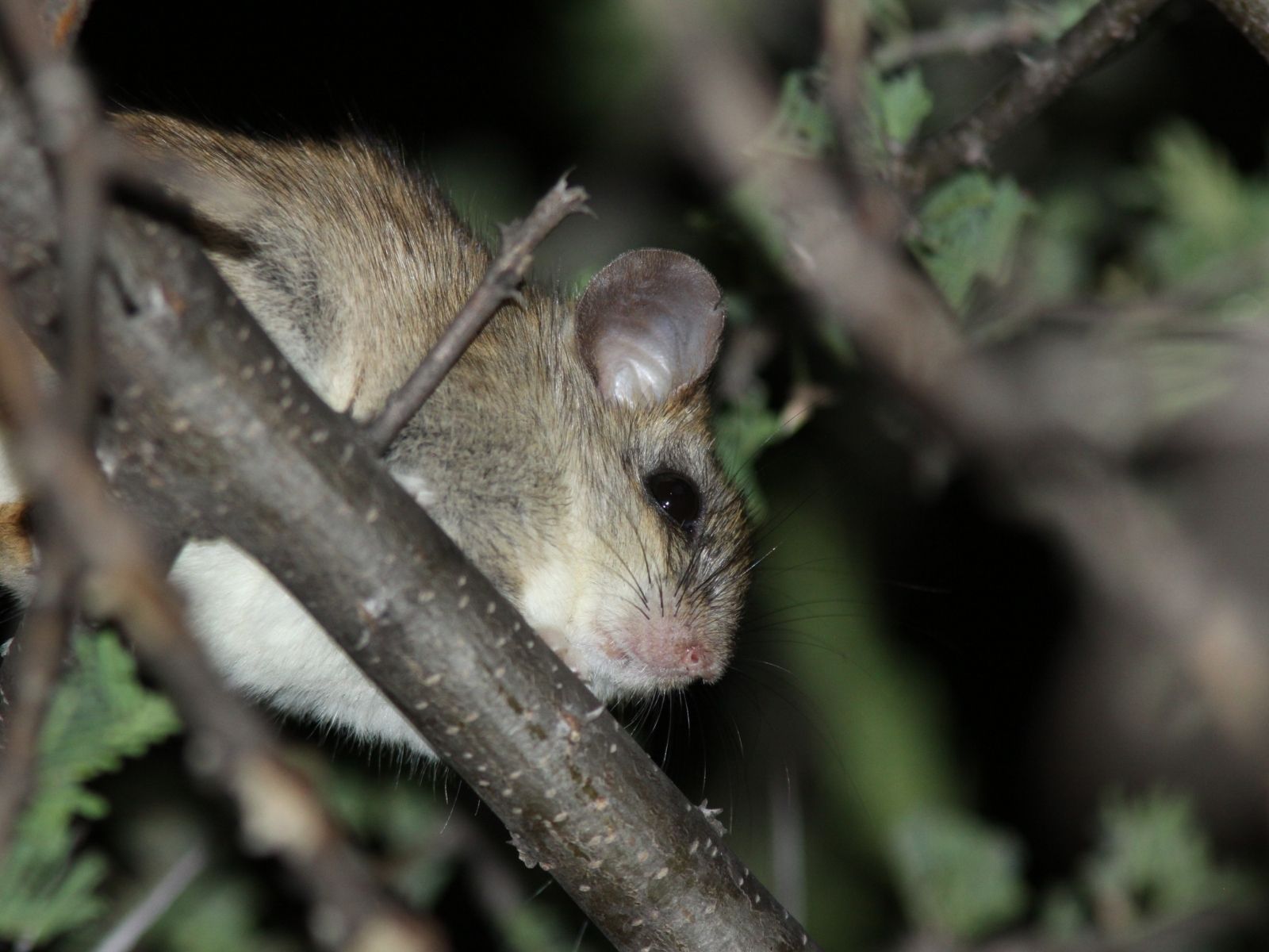 Bushveld elephant shrews Elephantulus intufi occur on Kalahari sands