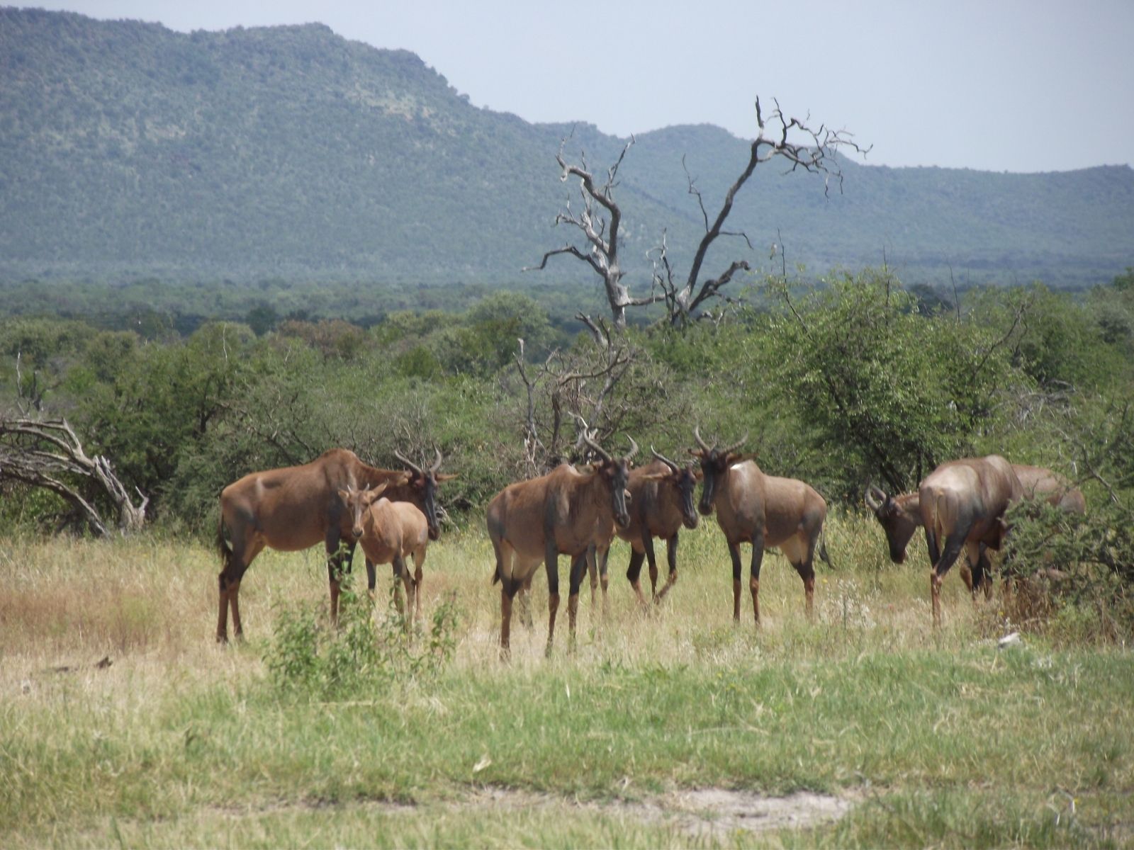 Bushveld elephant shrews Elephantulus intufi occur on Kalahari sands