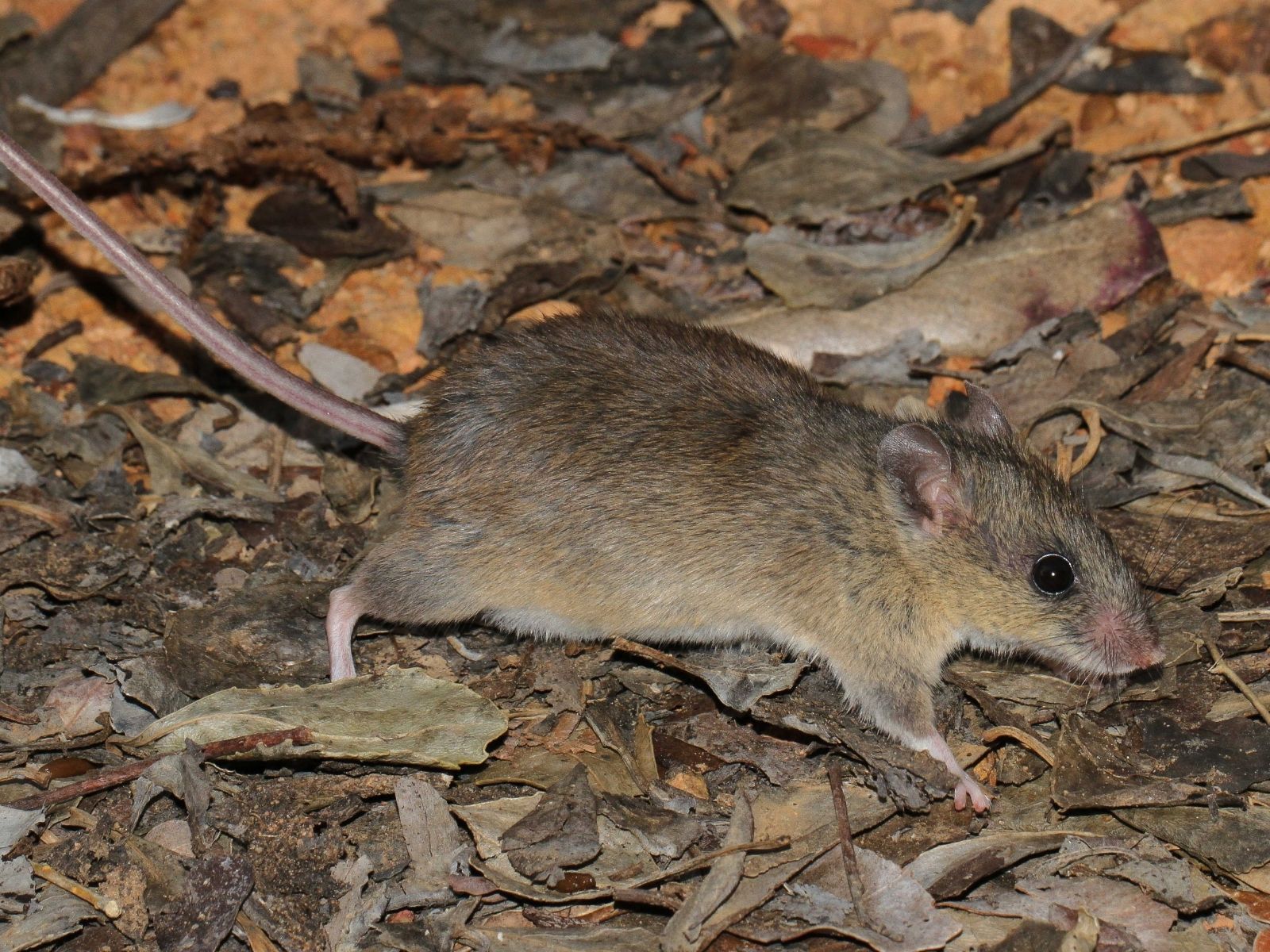 Bushveld elephant shrews Elephantulus intufi occur on Kalahari sands