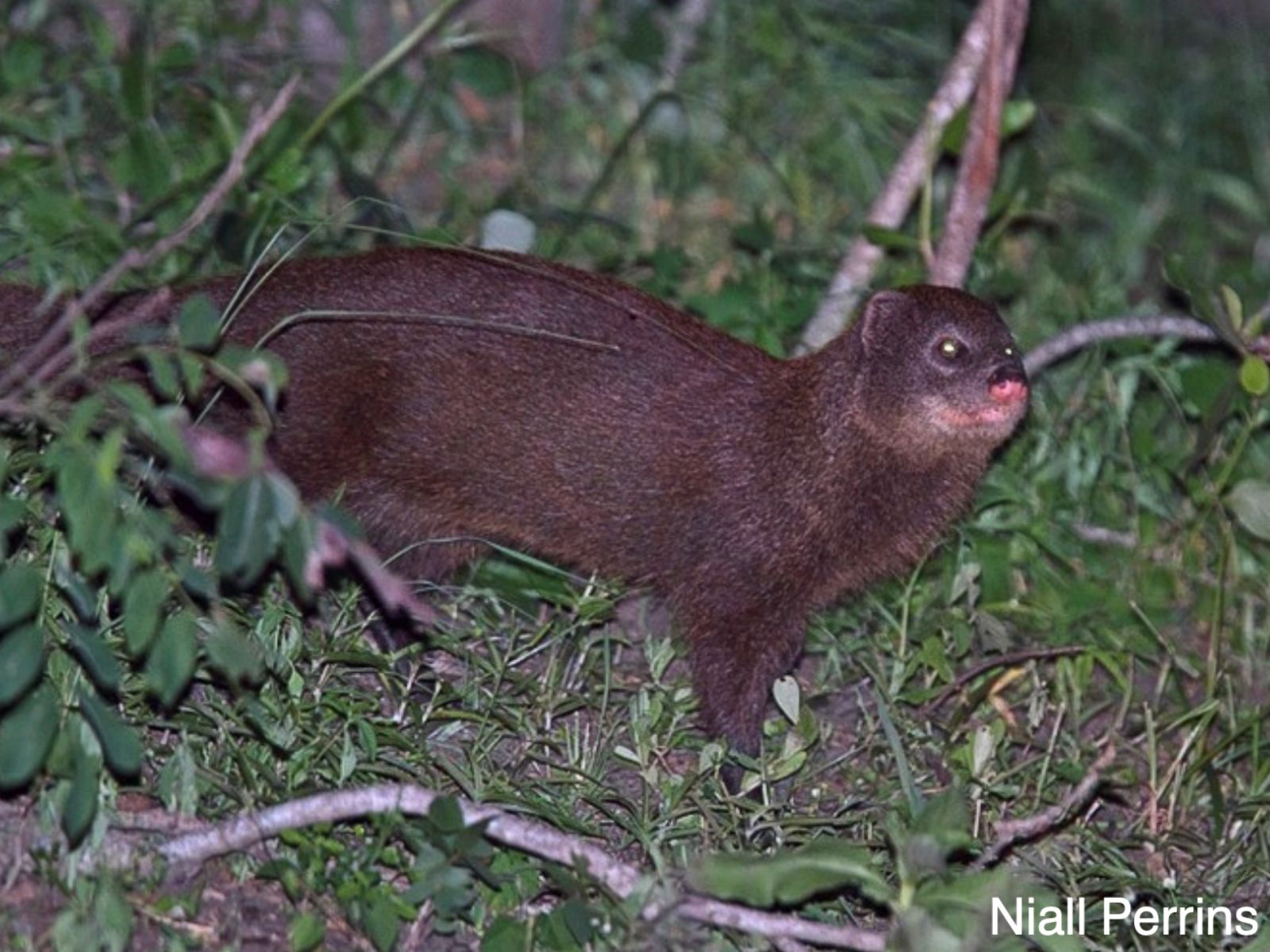 Bushveld elephant shrews Elephantulus intufi occur on Kalahari sands