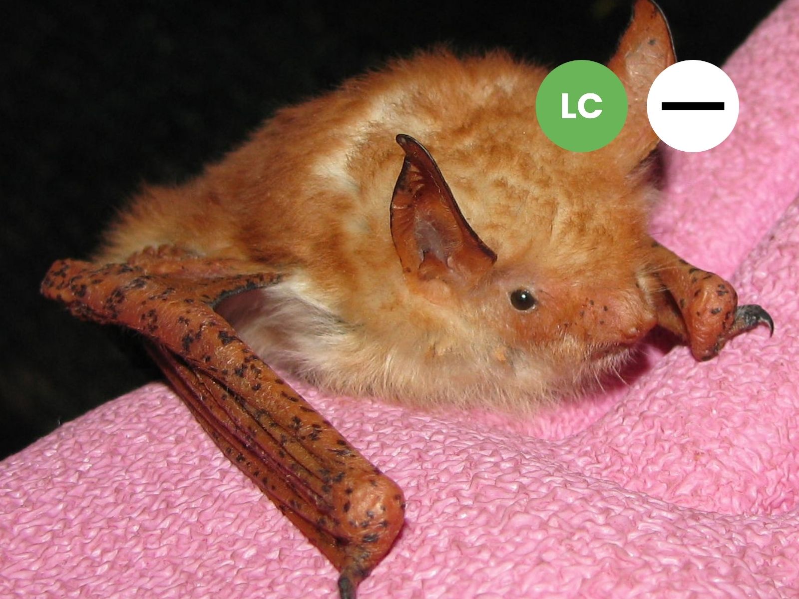 Welwitsch’s Hairy Bat