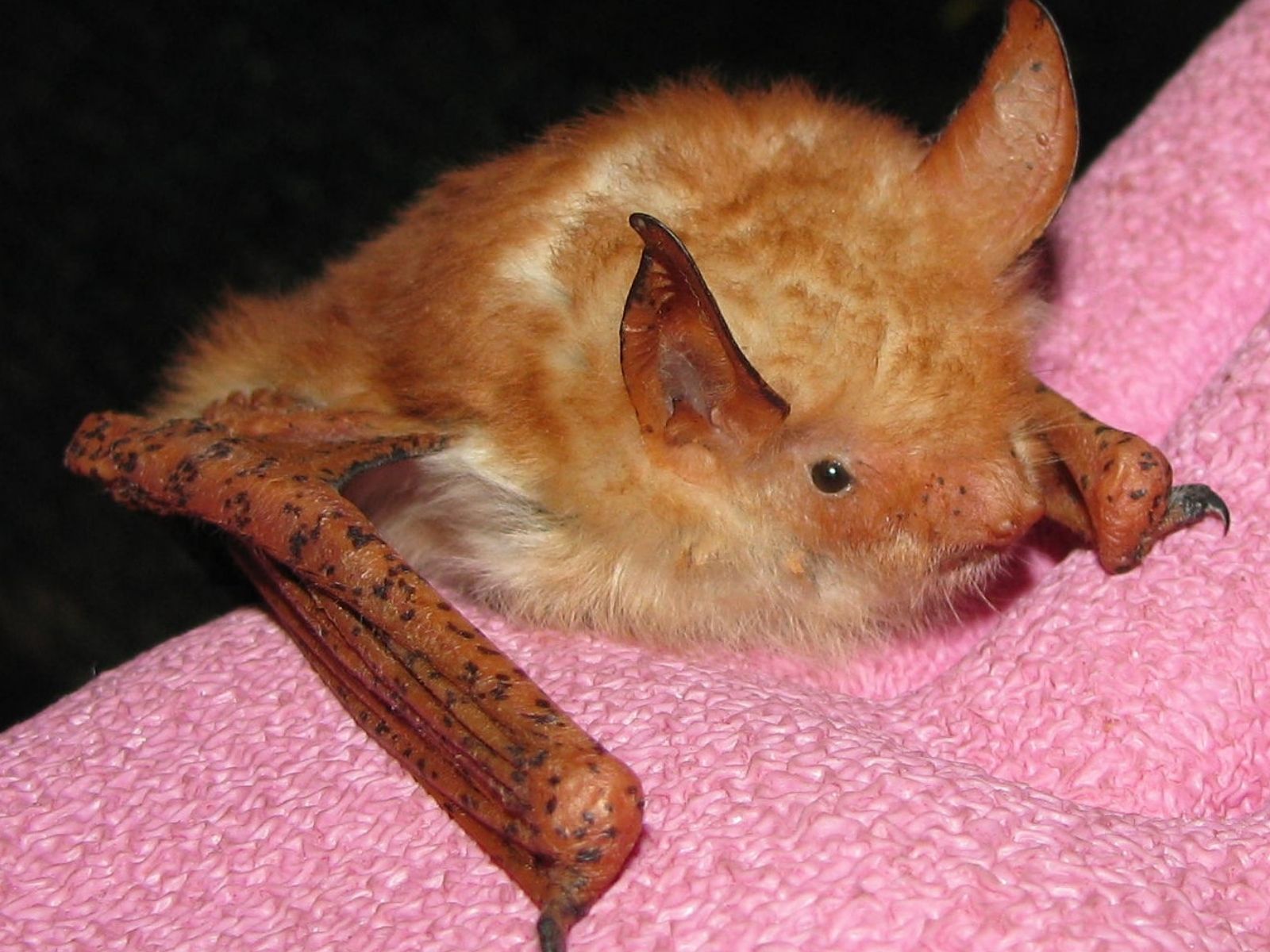 Bushveld elephant shrews Elephantulus intufi occur on Kalahari sands