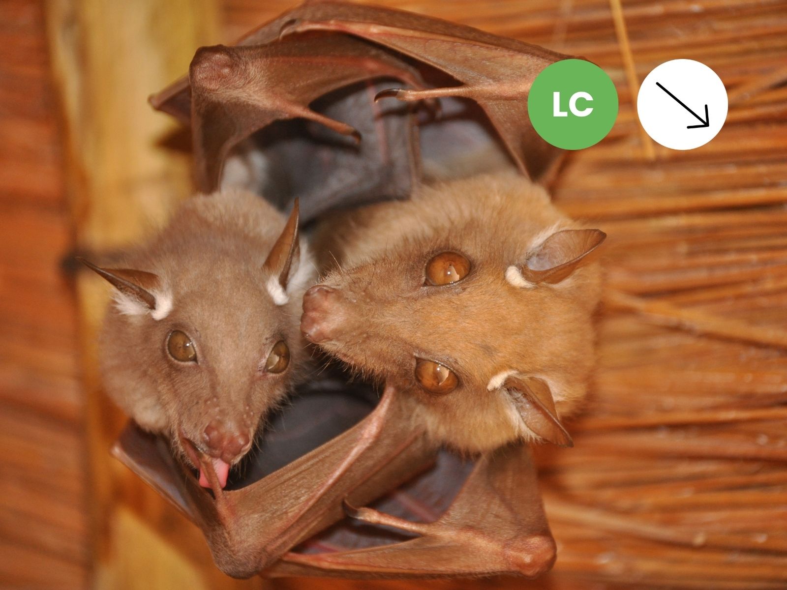 Wahlberg’s Epauletted Fruit Bat