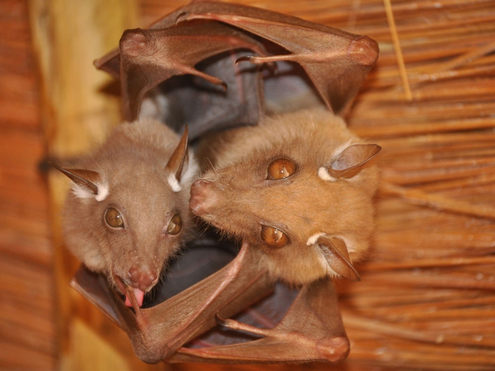 Bushveld elephant shrews Elephantulus intufi occur on Kalahari sands