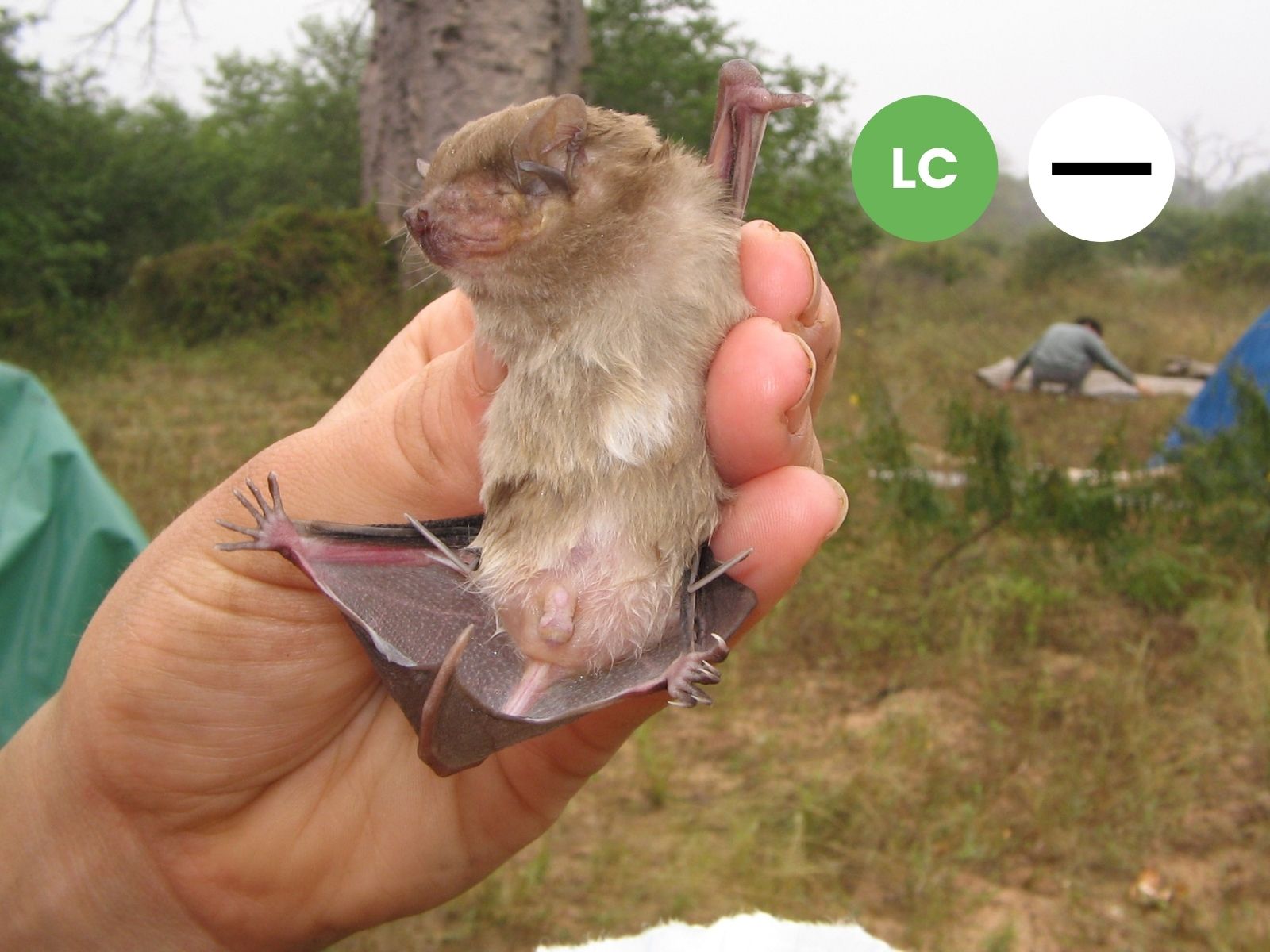 White-bellied House Bat