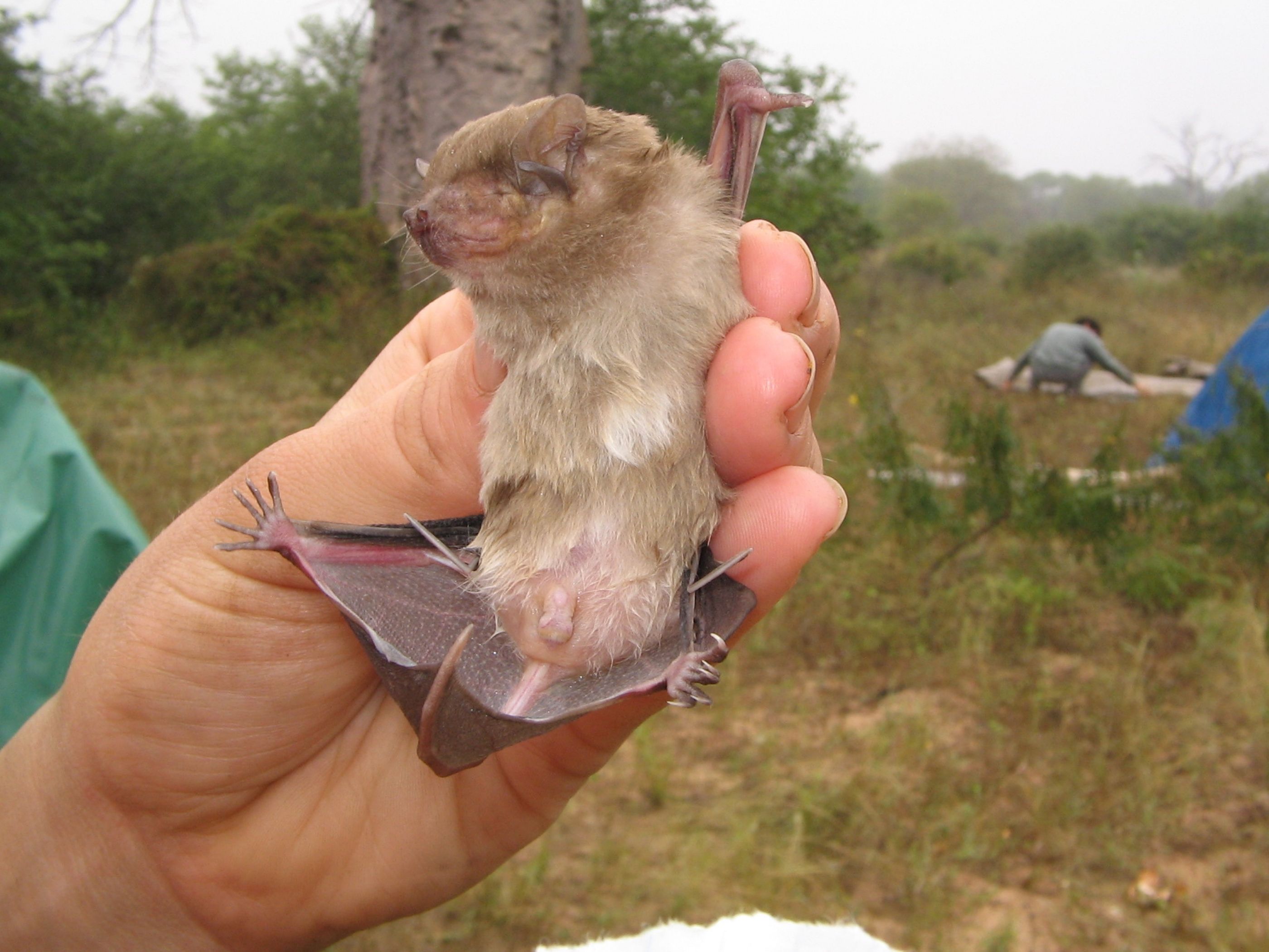 Bushveld elephant shrews Elephantulus intufi occur on Kalahari sands