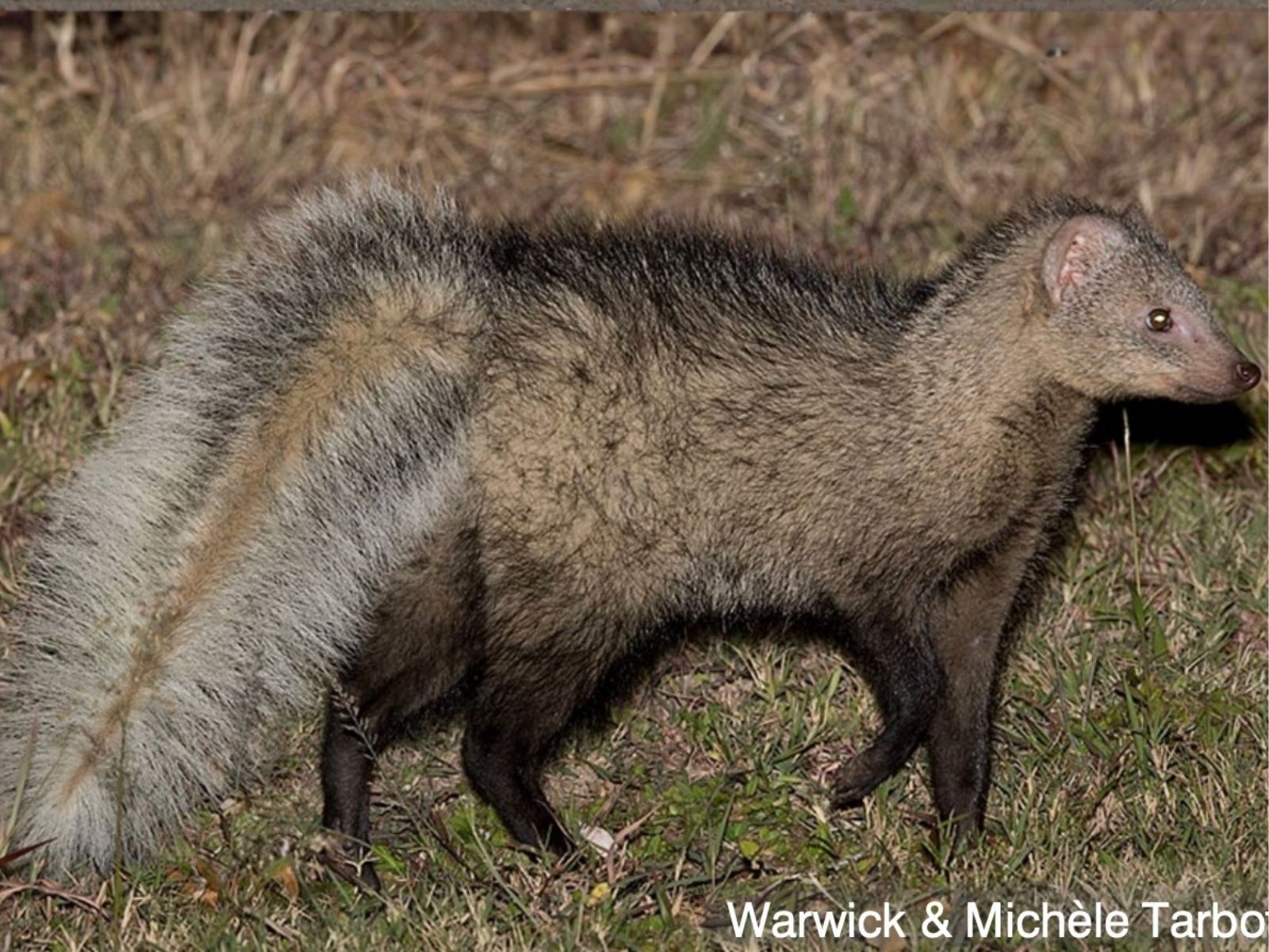 Bushveld elephant shrews Elephantulus intufi occur on Kalahari sands