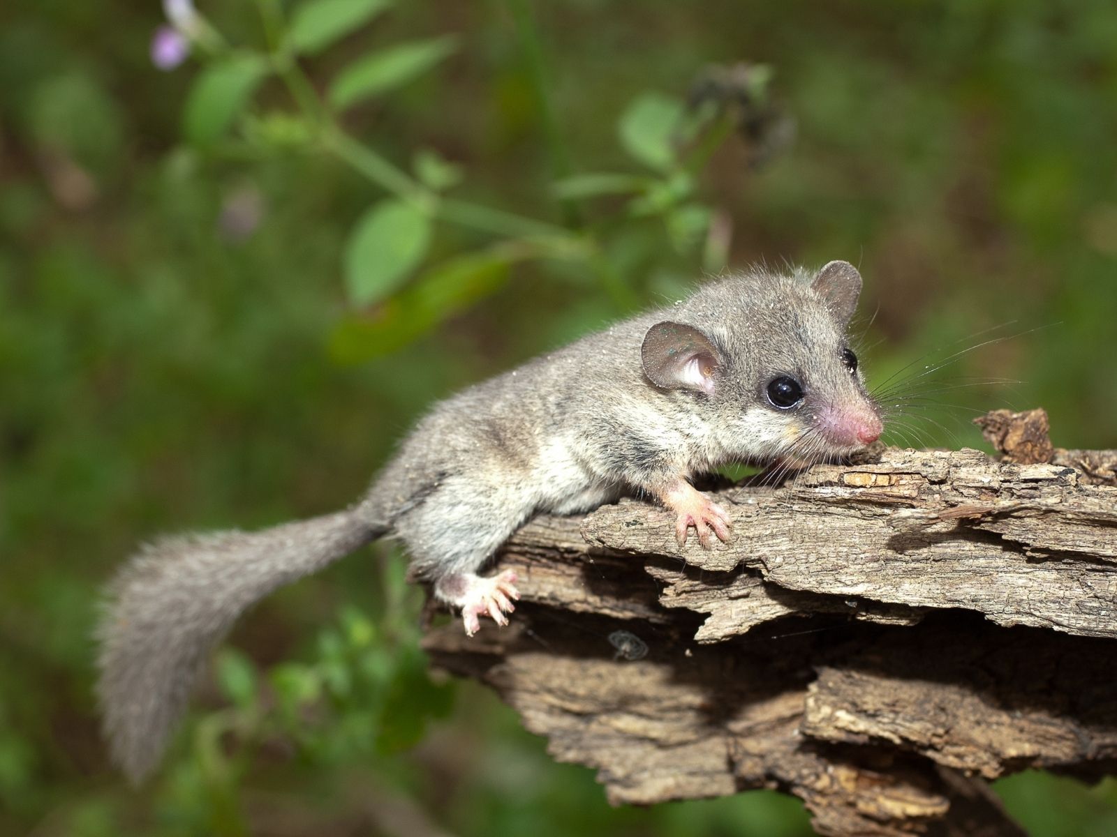 Bushveld elephant shrews Elephantulus intufi occur on Kalahari sands