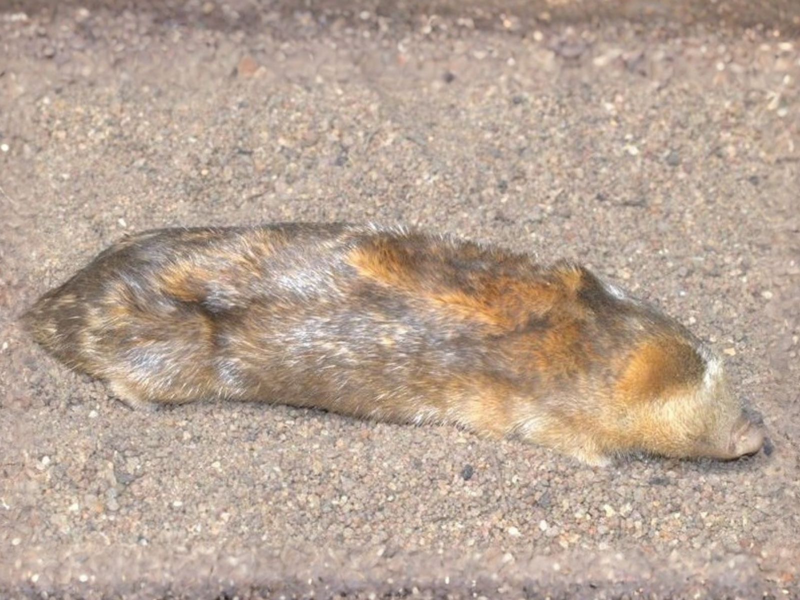 Bushveld elephant shrews Elephantulus intufi occur on Kalahari sands