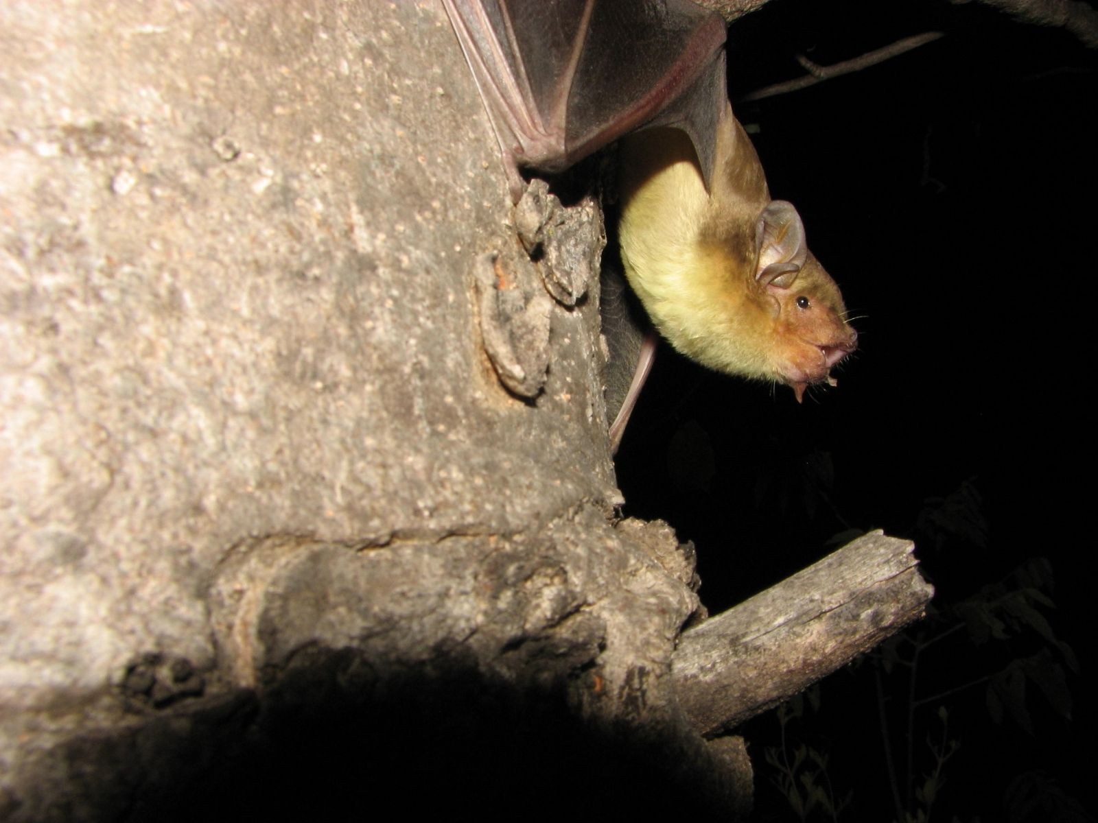 Bushveld elephant shrews Elephantulus intufi occur on Kalahari sands