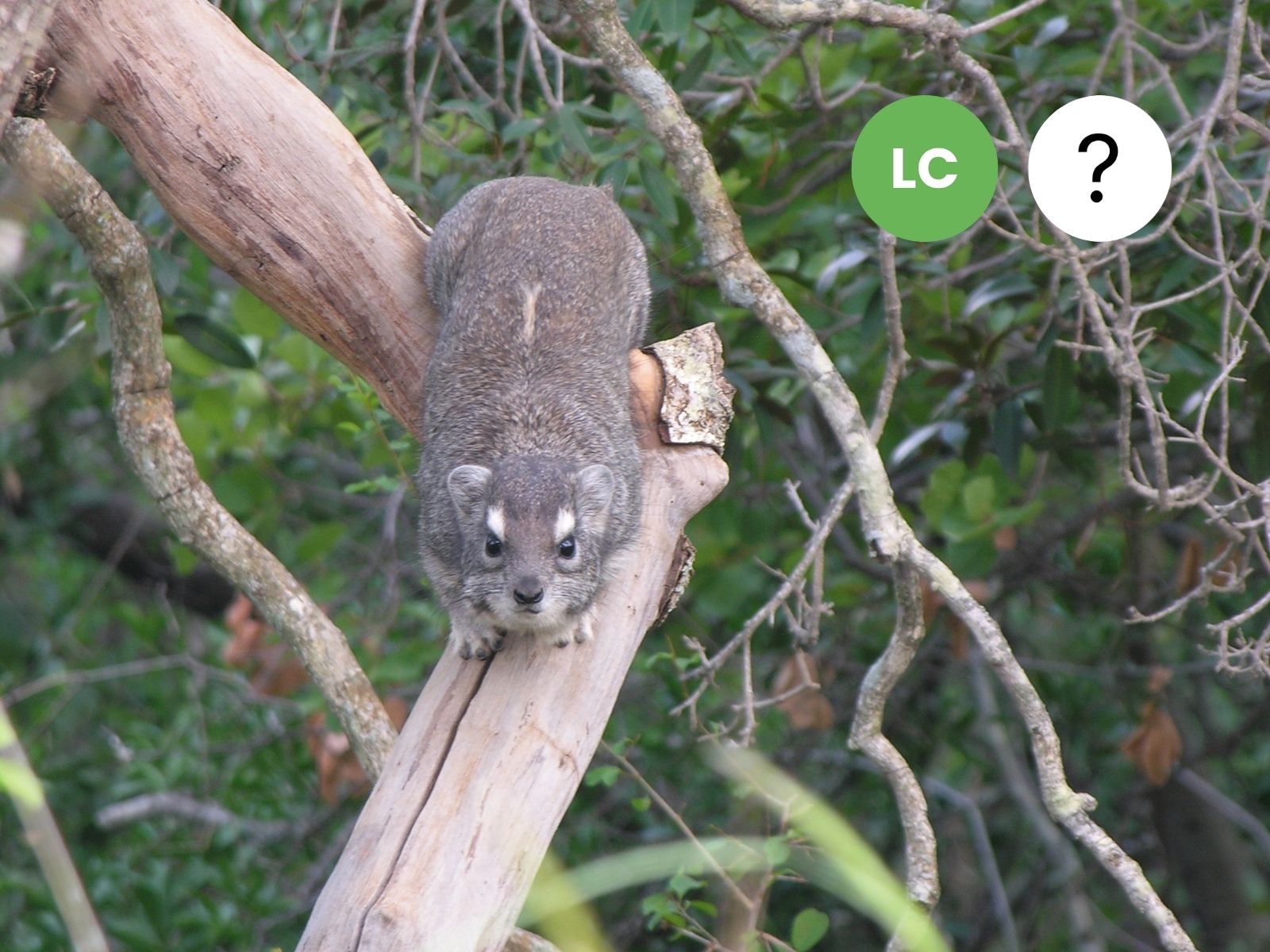 Yellow-spotted Rock Hyrax