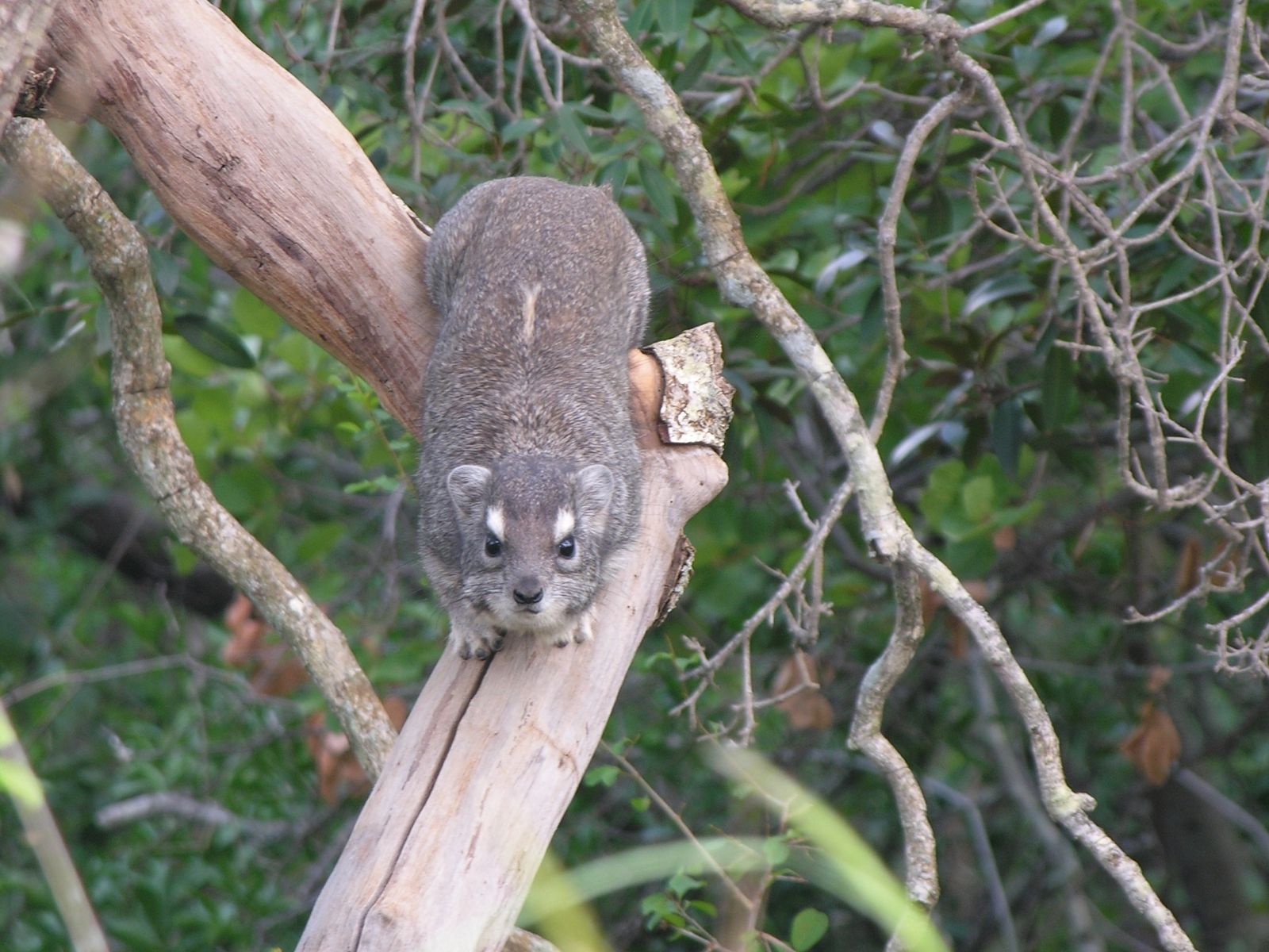 Bushveld elephant shrews Elephantulus intufi occur on Kalahari sands
