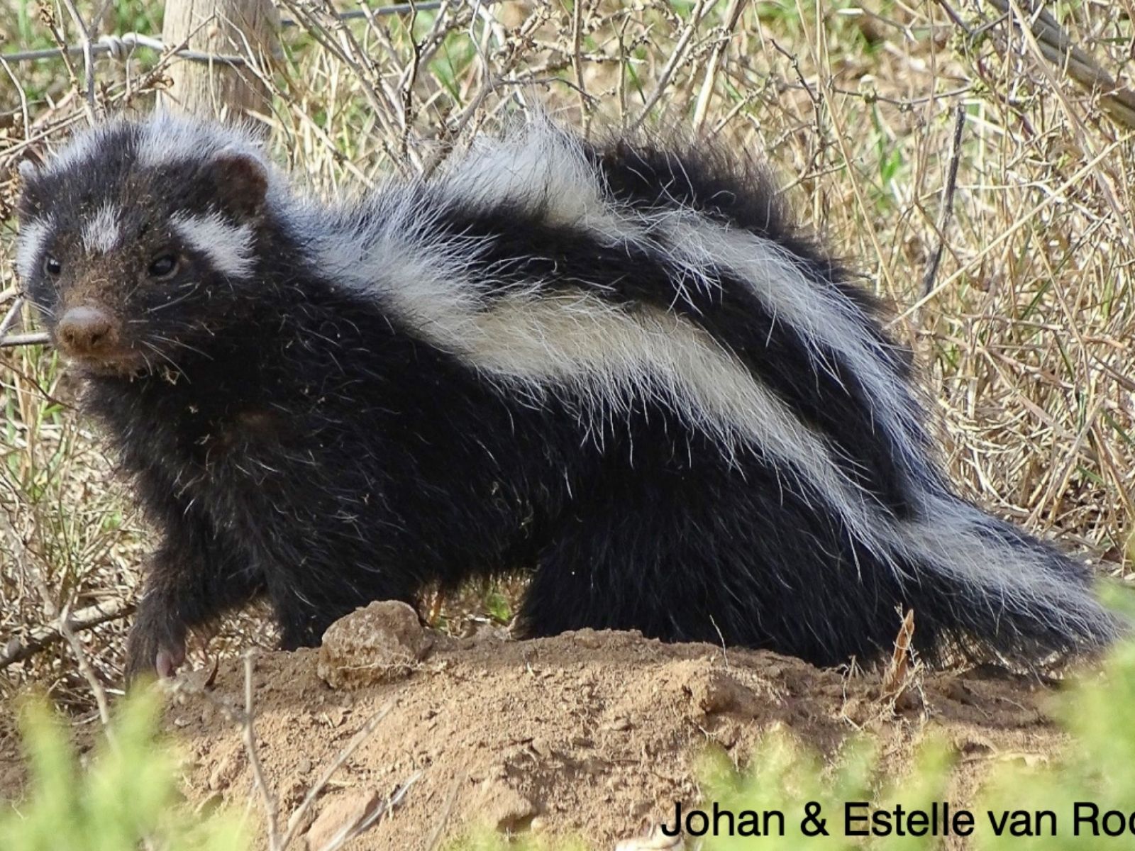 Bushveld elephant shrews Elephantulus intufi occur on Kalahari sands
