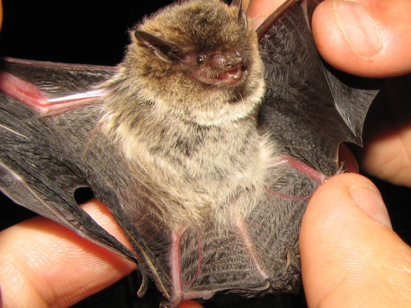 Bushveld elephant shrews Elephantulus intufi occur on Kalahari sands