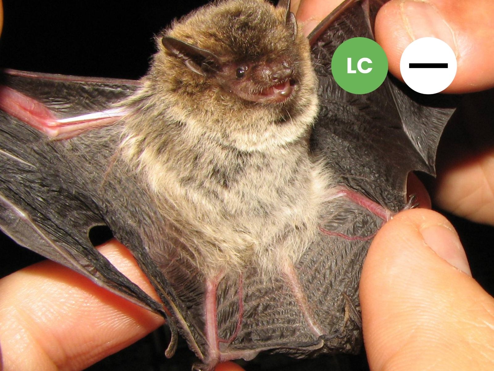 Zulu Pipistrelle Bat