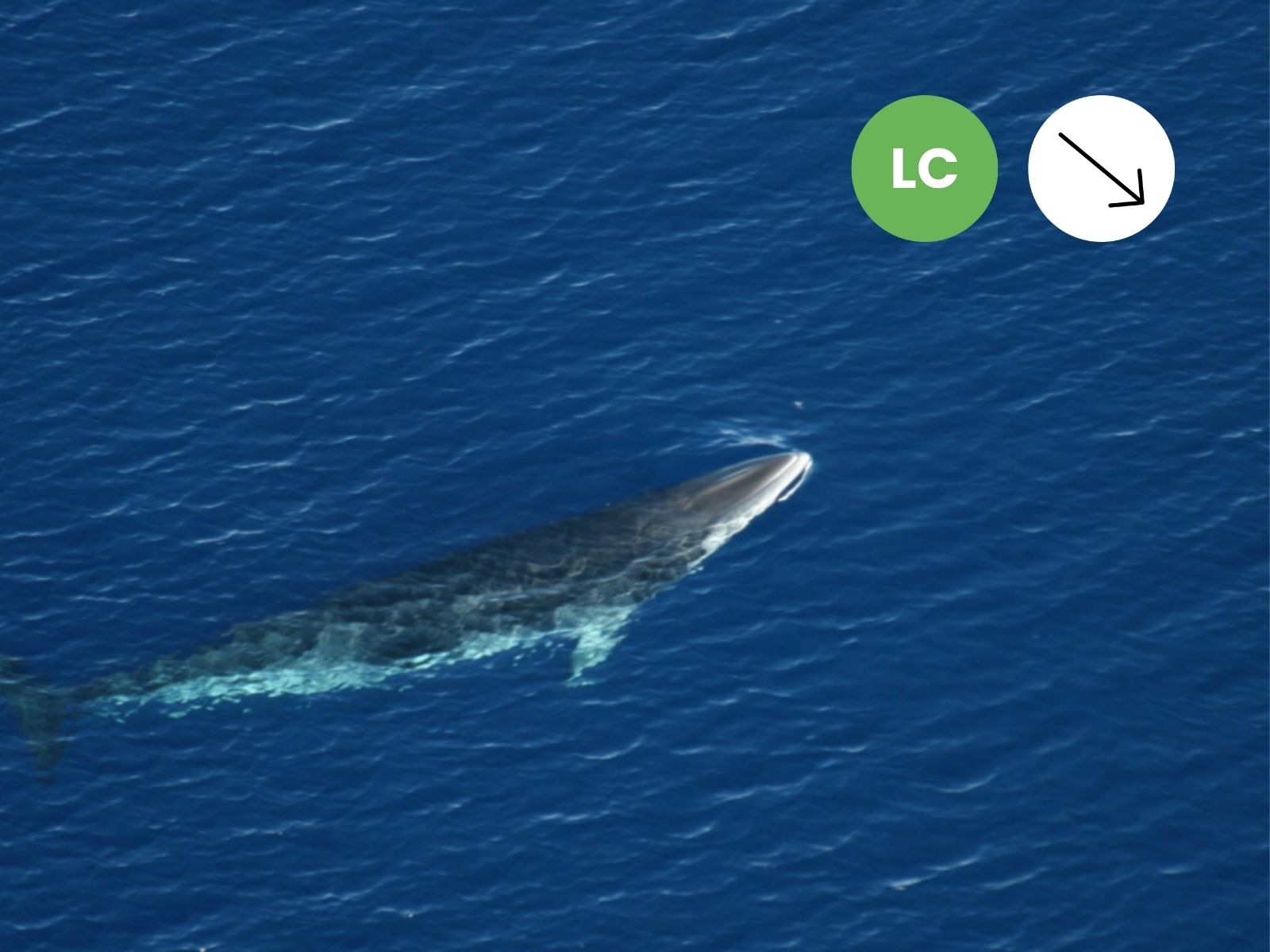 Antarctic Minke Whale