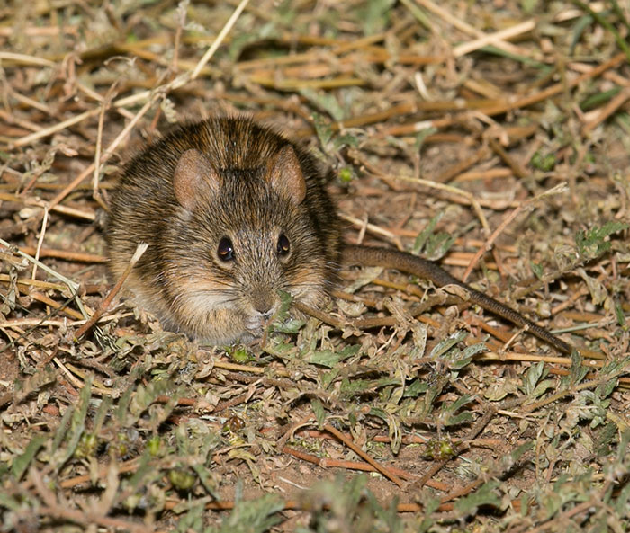 Bushveld elephant shrews Elephantulus intufi occur on Kalahari sands