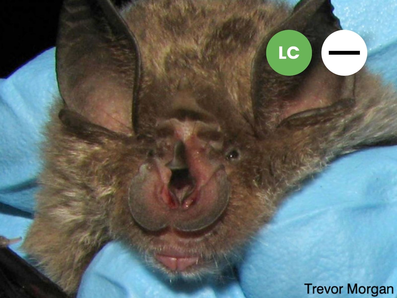 Darling’s Horseshoe Bat