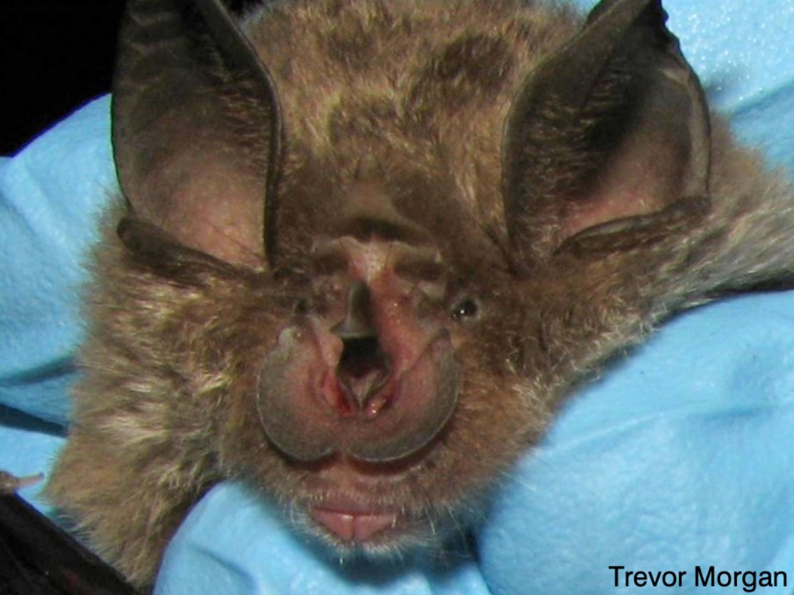 Bushveld elephant shrews Elephantulus intufi occur on Kalahari sands