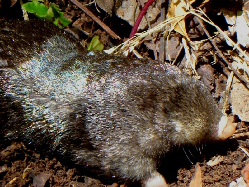 Bushveld elephant shrews Elephantulus intufi occur on Kalahari sands