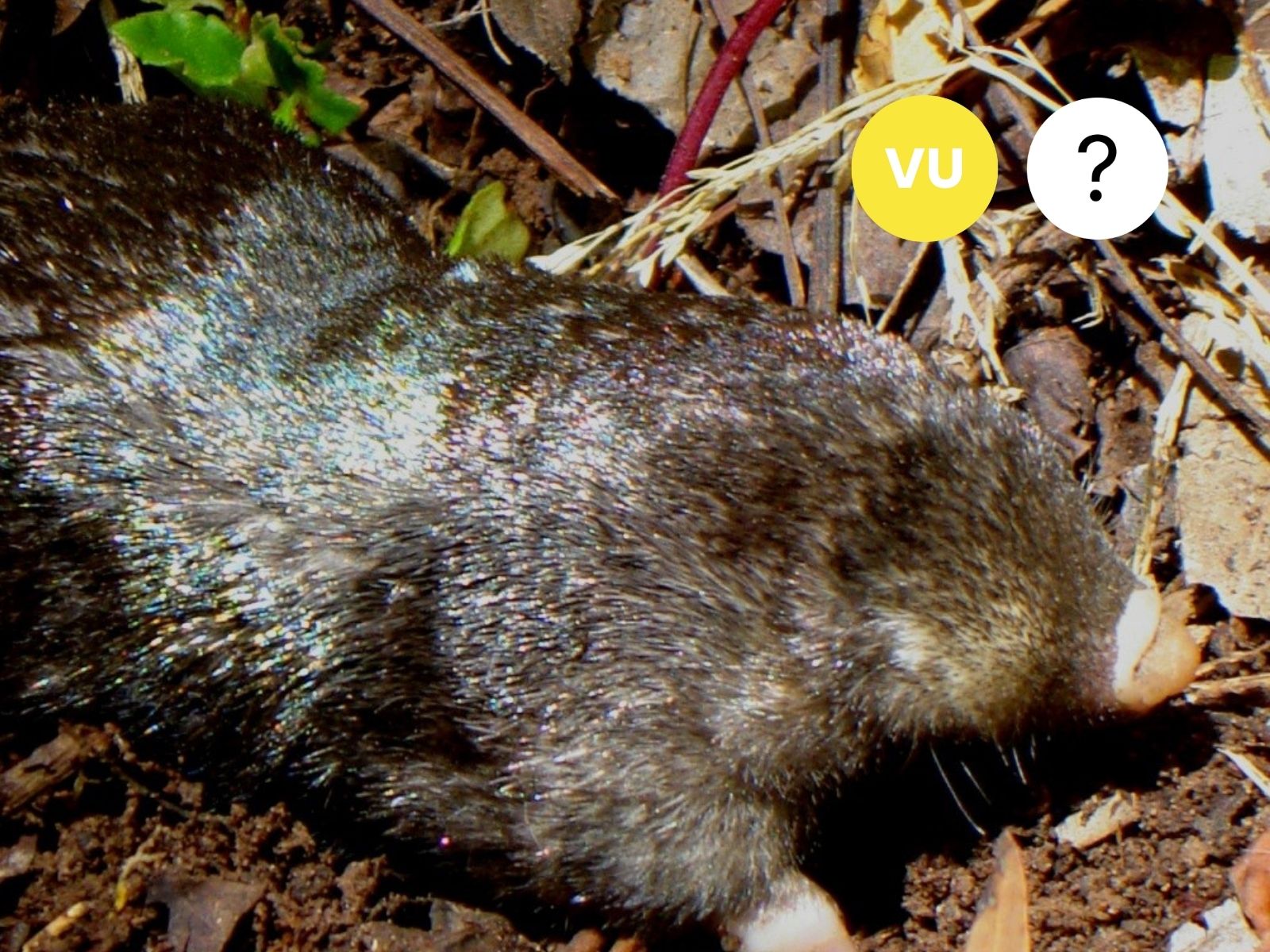 Duthie’s Golden Mole