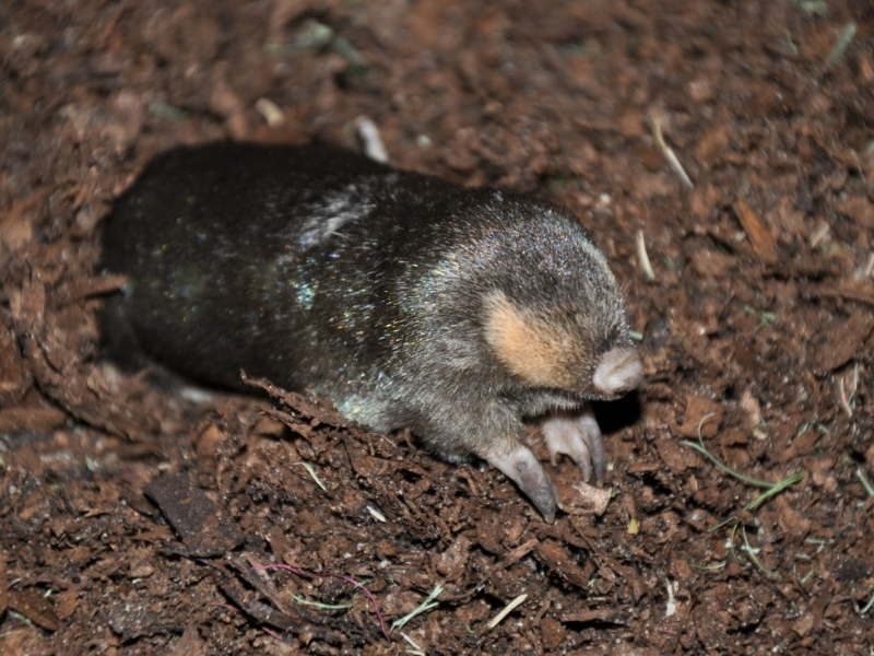 Bushveld elephant shrews Elephantulus intufi occur on Kalahari sands