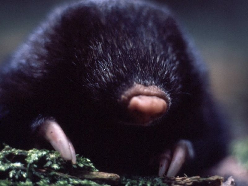 Bushveld elephant shrews Elephantulus intufi occur on Kalahari sands
