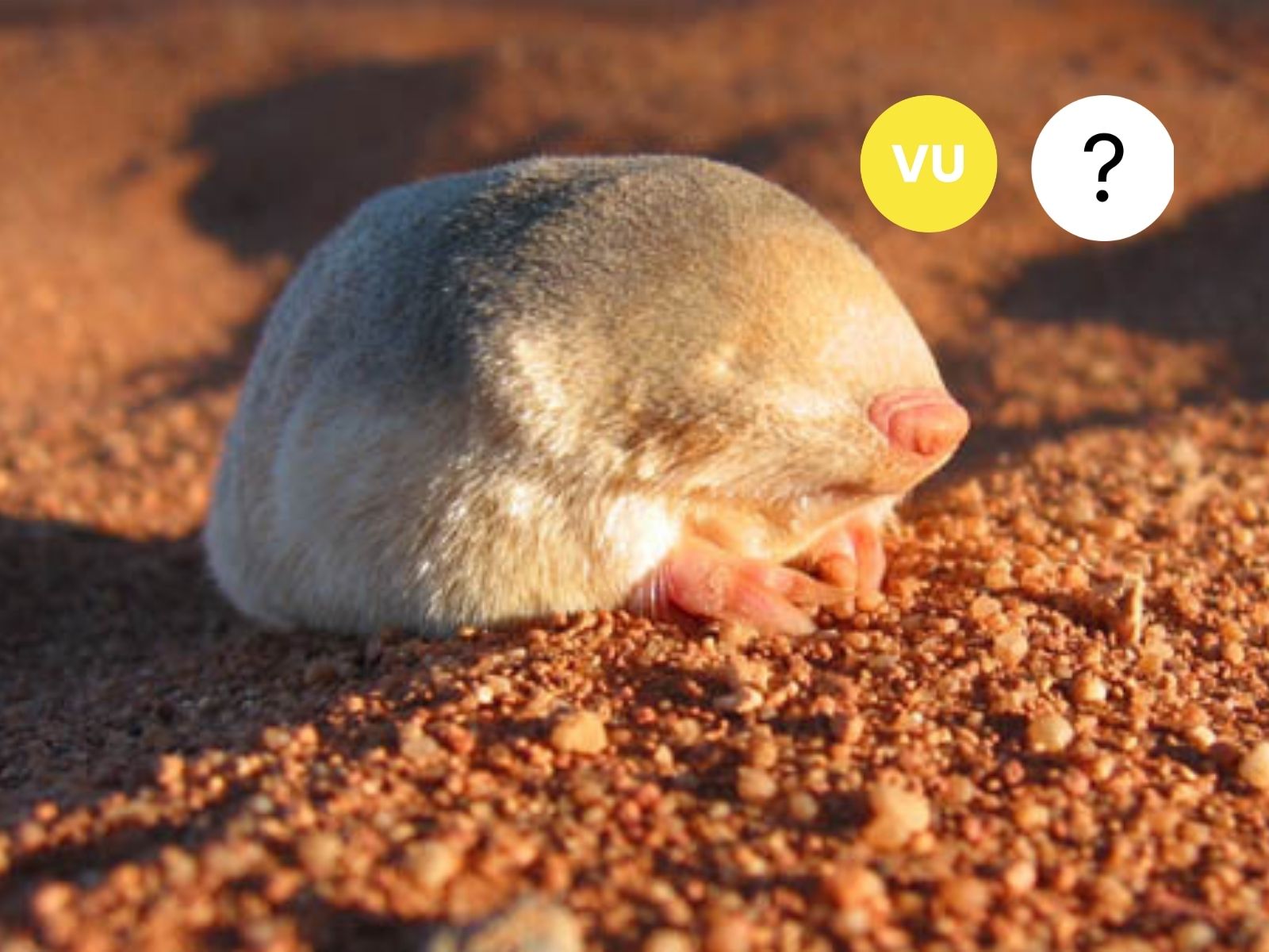 Grant’s Golden Mole