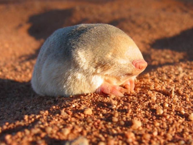 Bushveld elephant shrews Elephantulus intufi occur on Kalahari sands