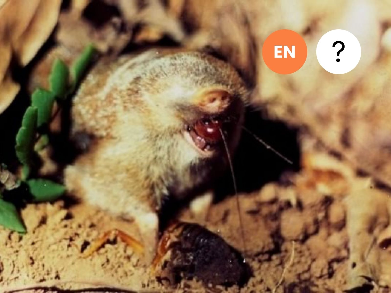 Gunning’s Golden Mole