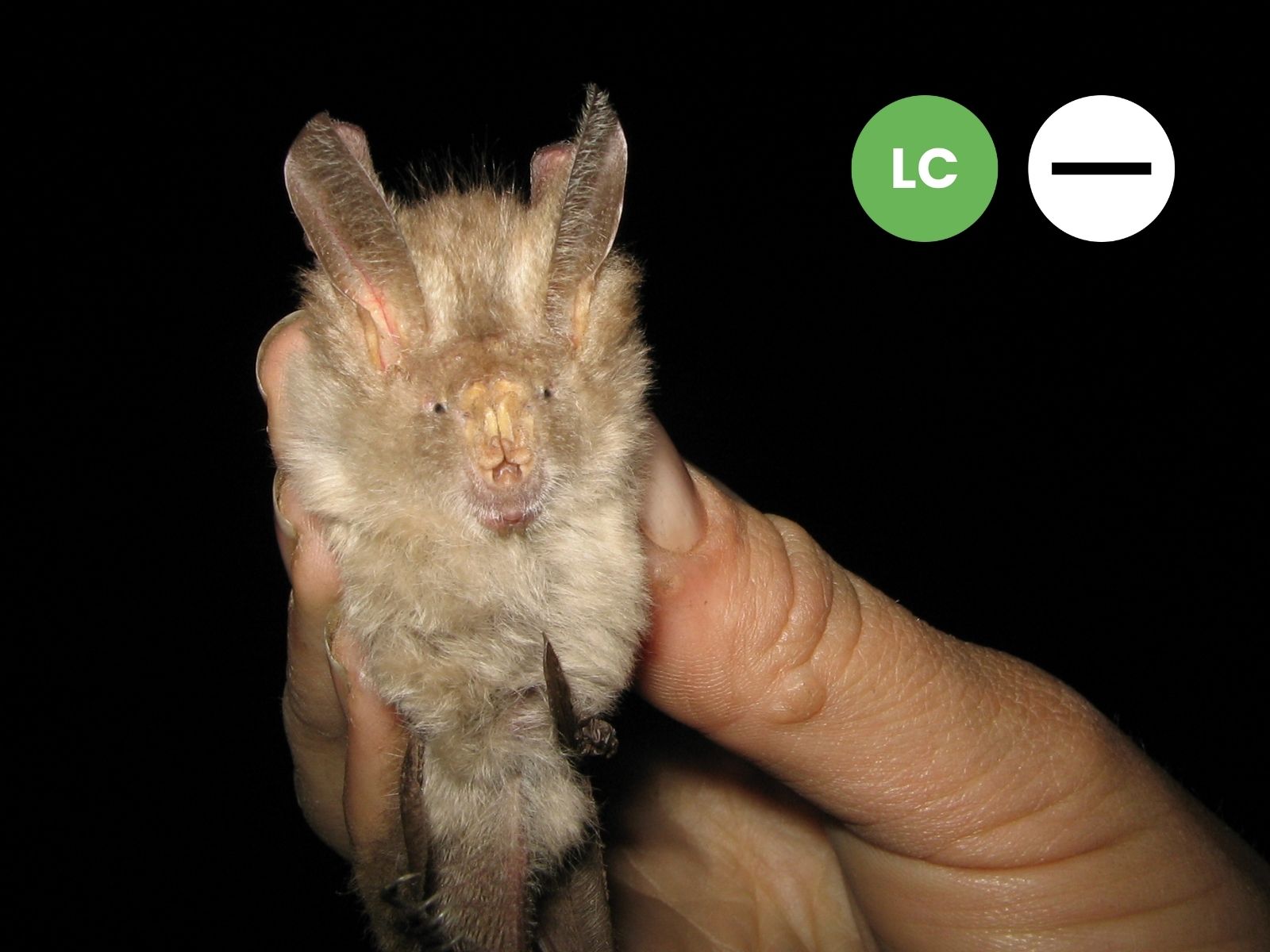 Hairy Slit-faced Bat