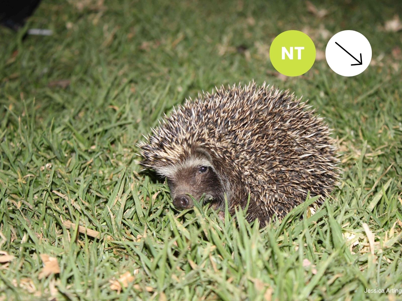 Southern African Hedgehog