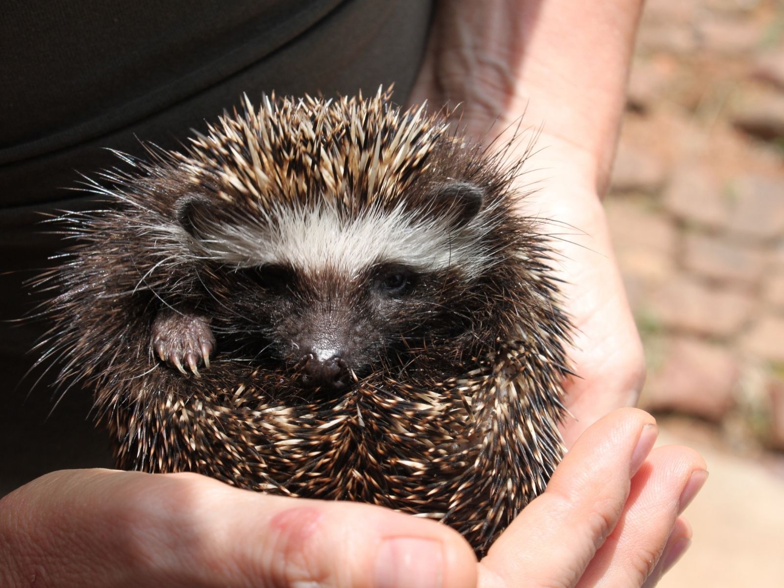 Bushveld elephant shrews Elephantulus intufi occur on Kalahari sands