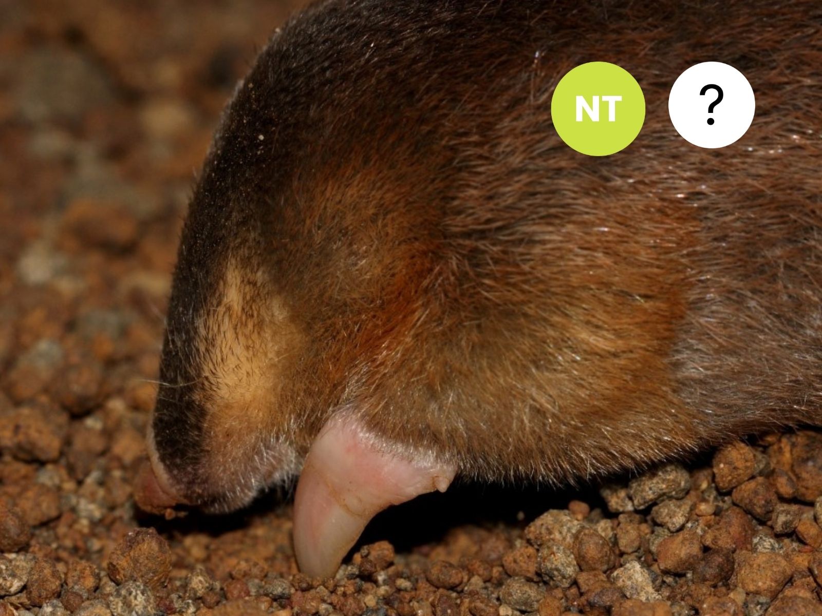 Highveld Golden Mole