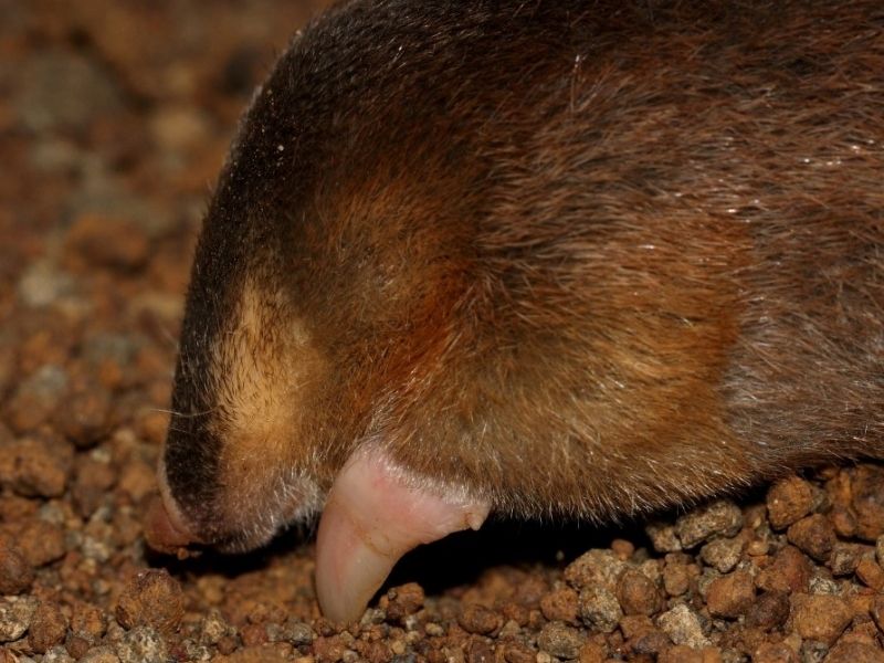 Bushveld elephant shrews Elephantulus intufi occur on Kalahari sands