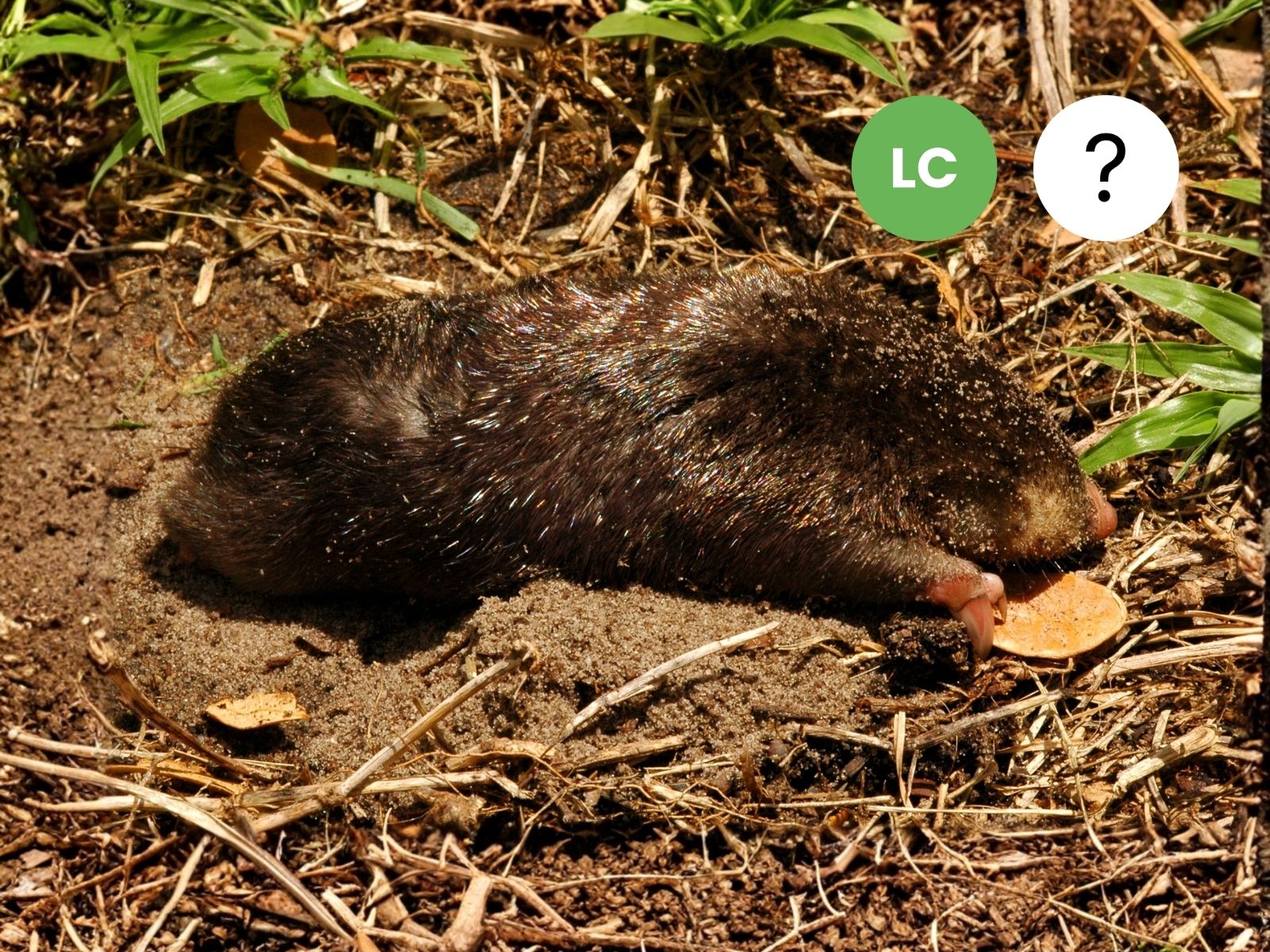 Hottentot Golden Mole