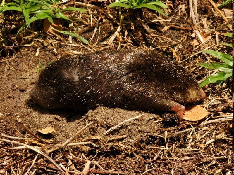Bushveld elephant shrews Elephantulus intufi occur on Kalahari sands