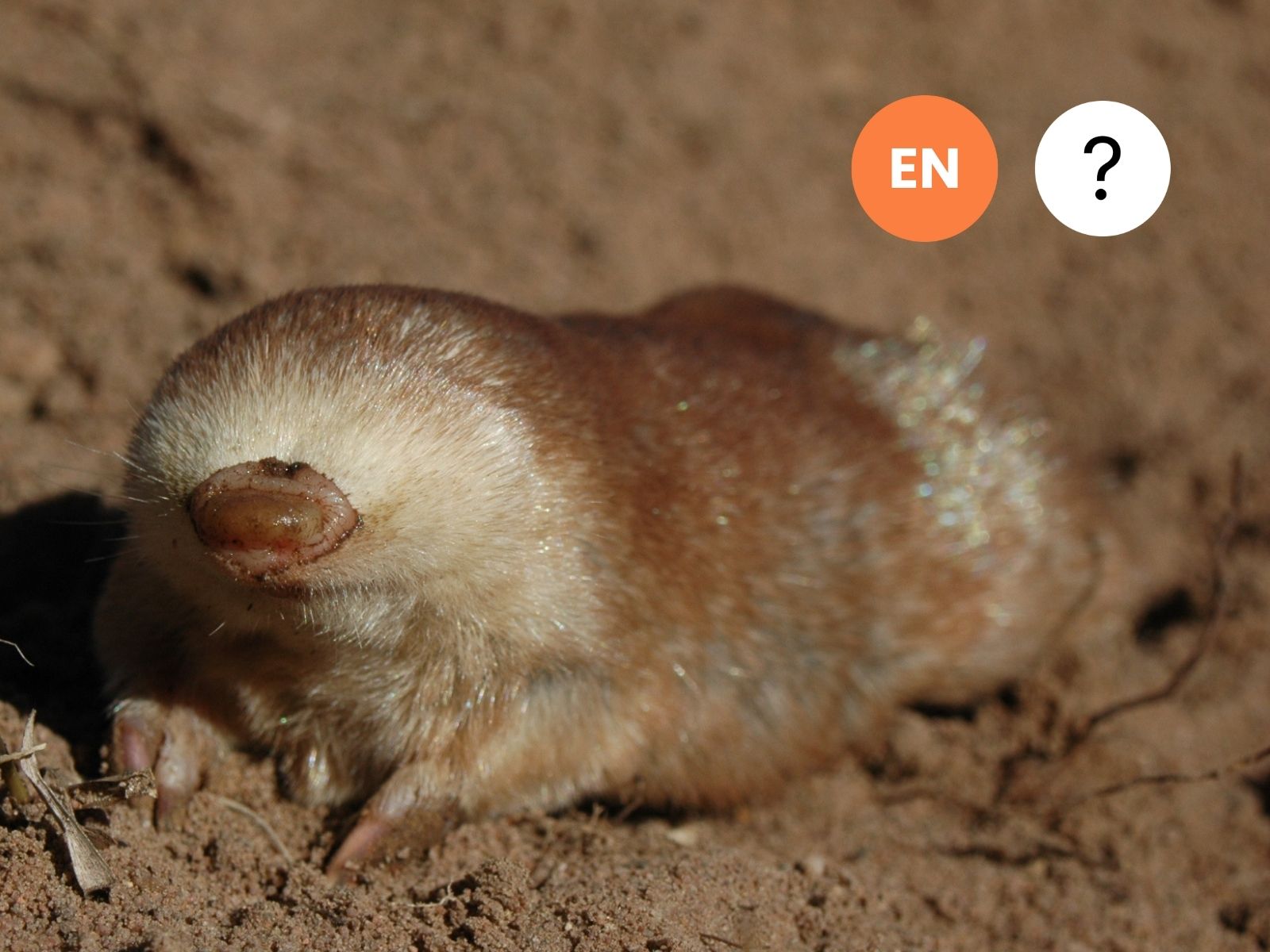 Juliana’s Golden Mole