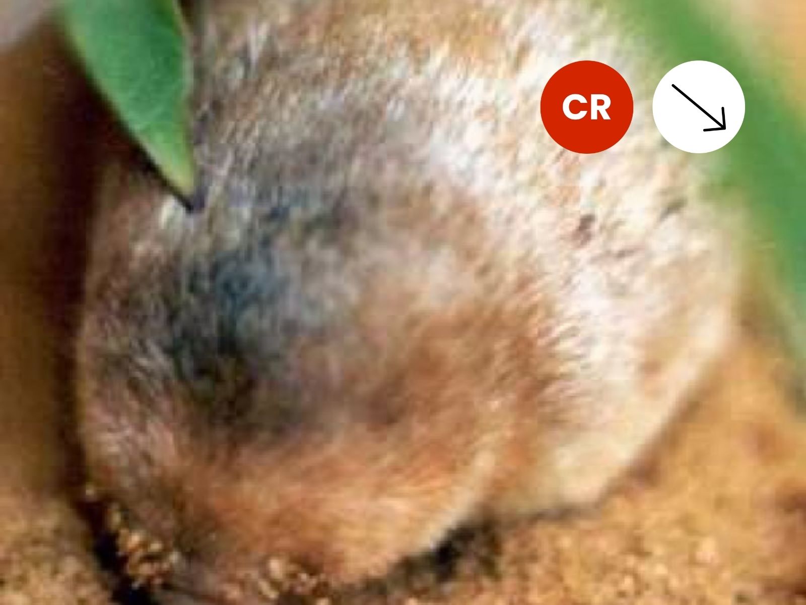 Juliana’s Golden Mole (Bronberg Ridge subpopulation)