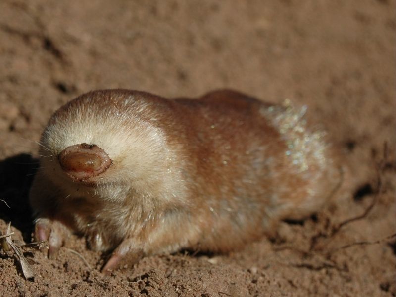 Bushveld elephant shrews Elephantulus intufi occur on Kalahari sands