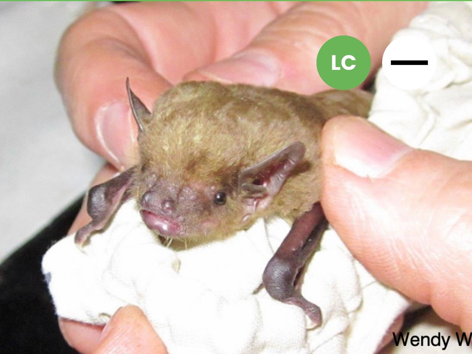Lesser Yellow House Bat