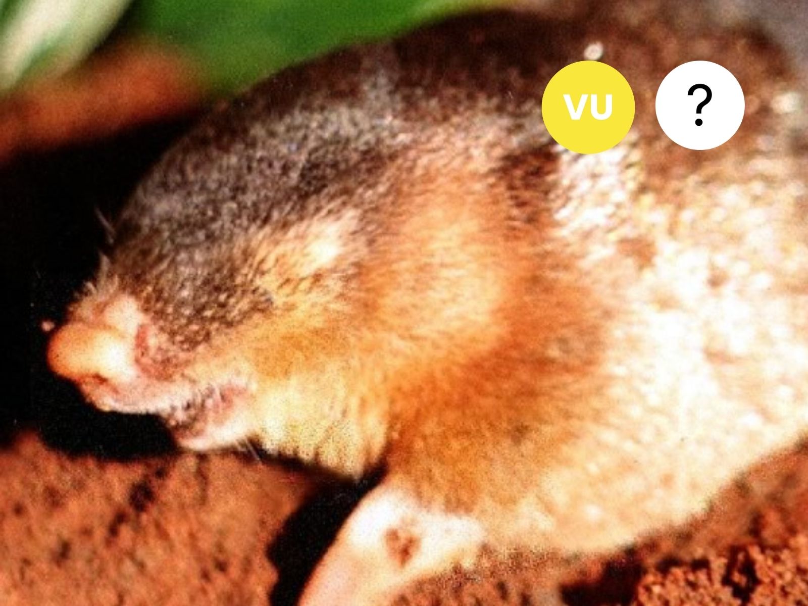 Robust Golden Mole