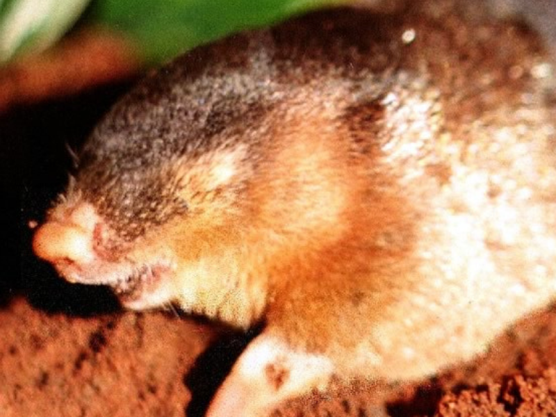 Bushveld elephant shrews Elephantulus intufi occur on Kalahari sands