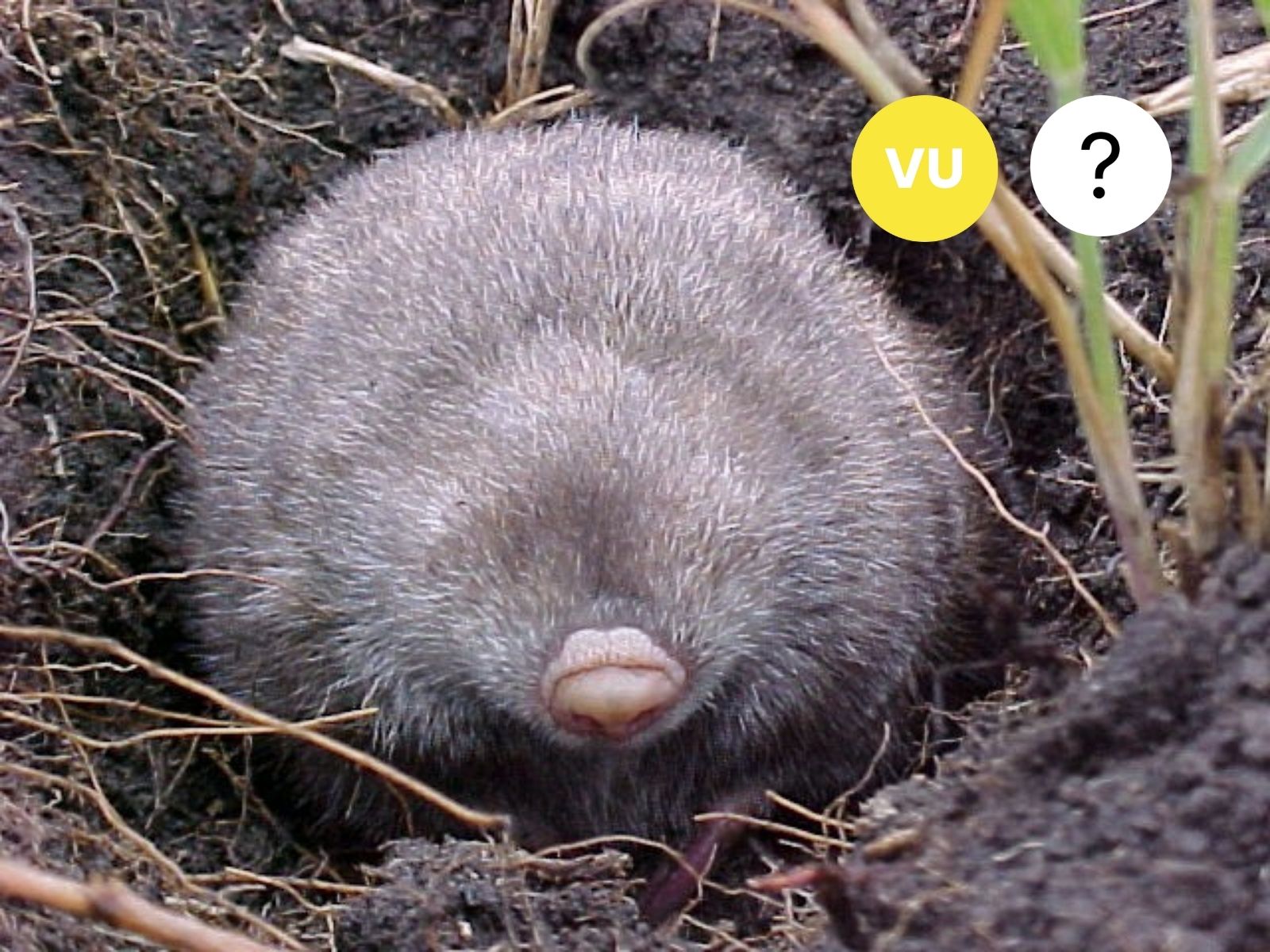 Rough-haired Golden Mole