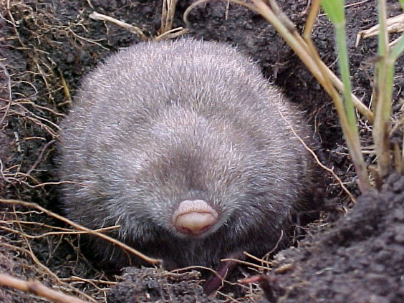 Bushveld elephant shrews Elephantulus intufi occur on Kalahari sands