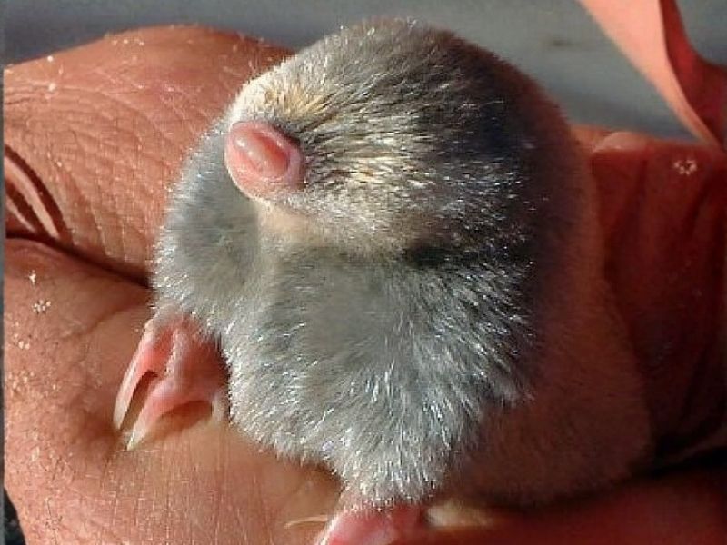Bushveld elephant shrews Elephantulus intufi occur on Kalahari sands