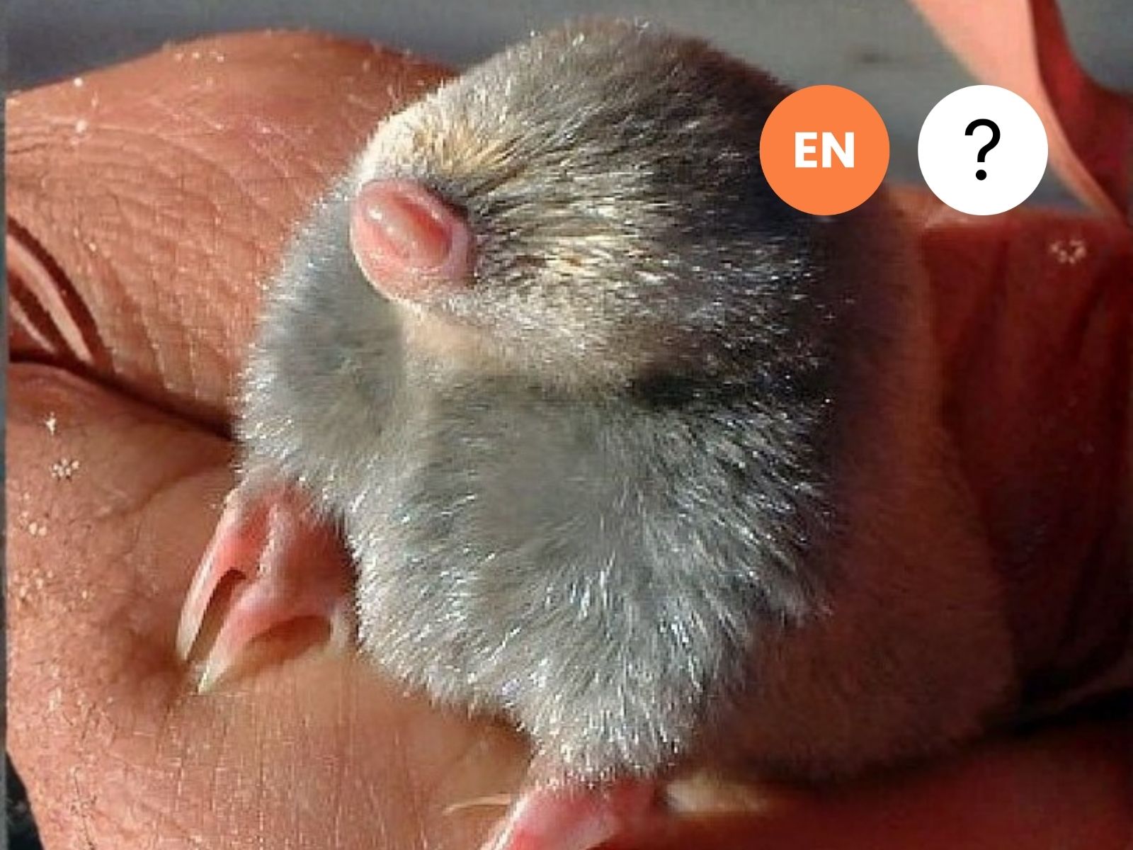 Van Zyl’s Golden Mole