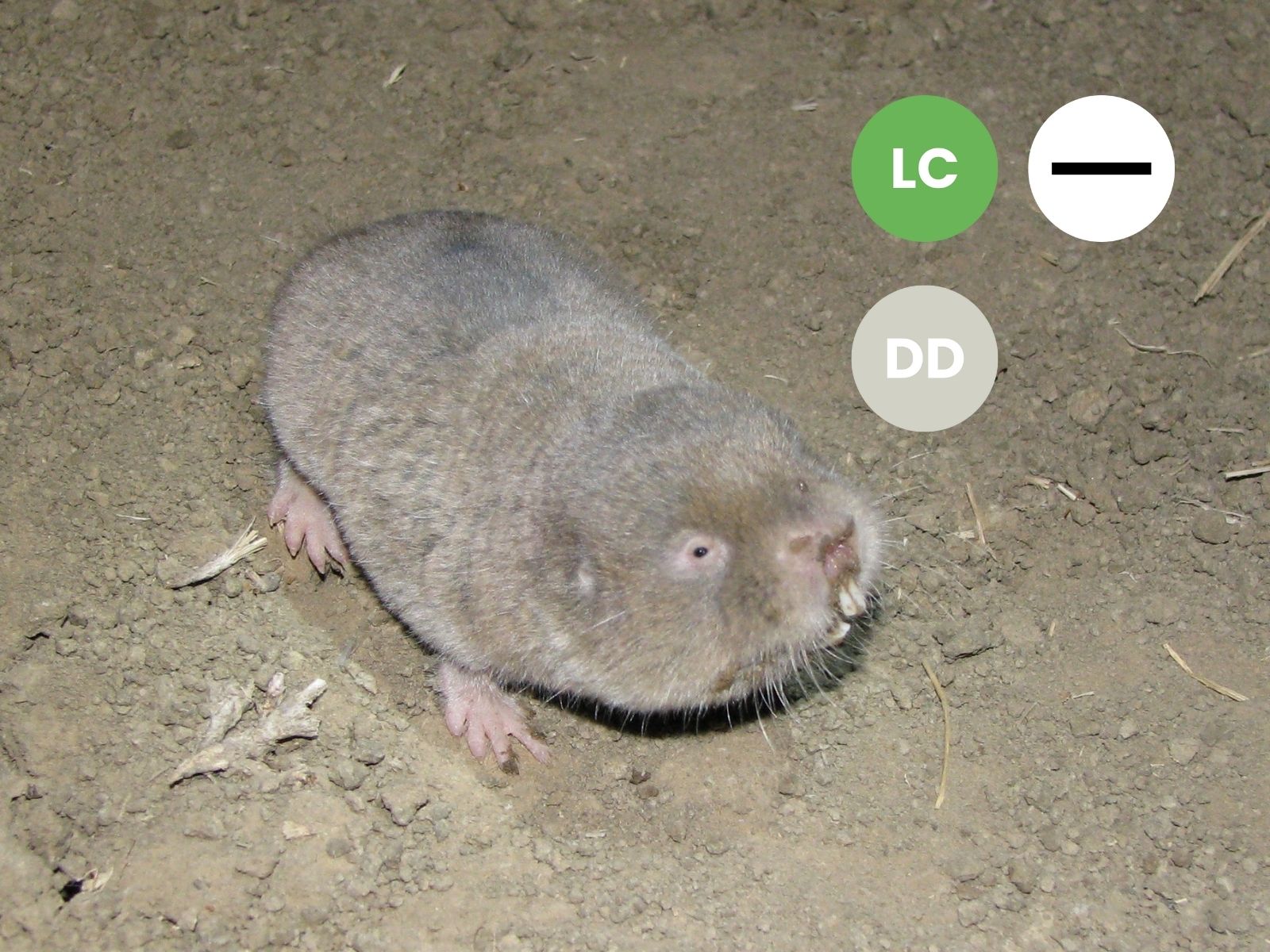 Common Mole Rat