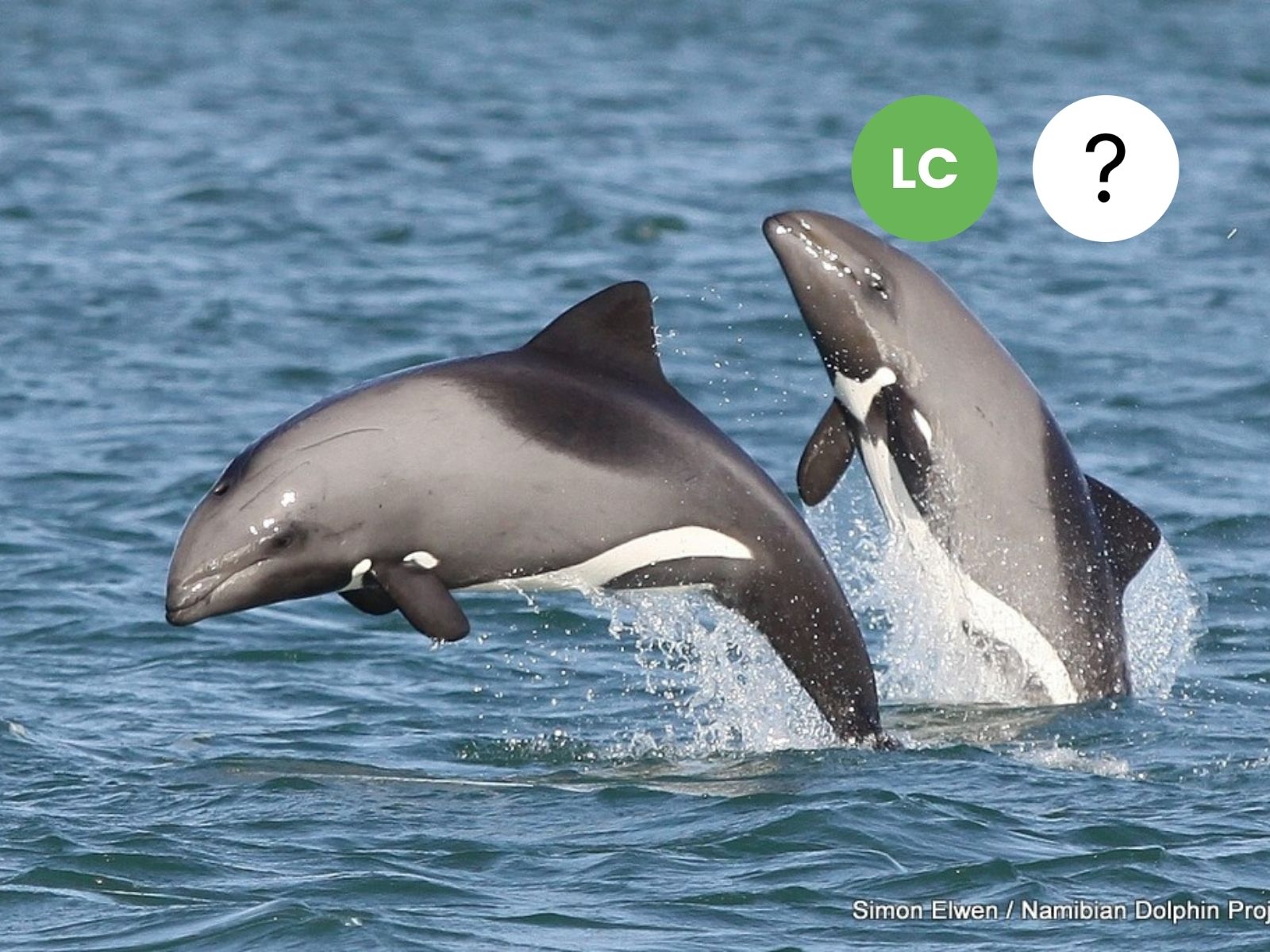 Heaviside’s Dolphin